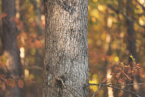 Tiny photo for 1047 Nelson Harrison Road, Evensville, TN 37332 (MLS # 1531180)