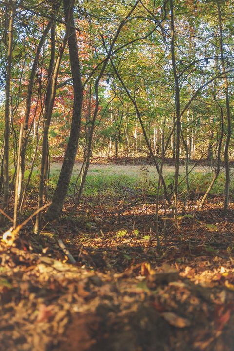 Tiny photo for 1047 Nelson Harrison Road, Evensville, TN 37332 (MLS # 1531180)