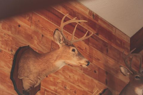 Tiny photo for 1047 Nelson Harrison Road, Evensville, TN 37332 (MLS # 1531180)