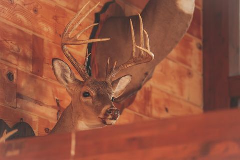 Tiny photo for 1047 Nelson Harrison Road, Evensville, TN 37332 (MLS # 1531180)