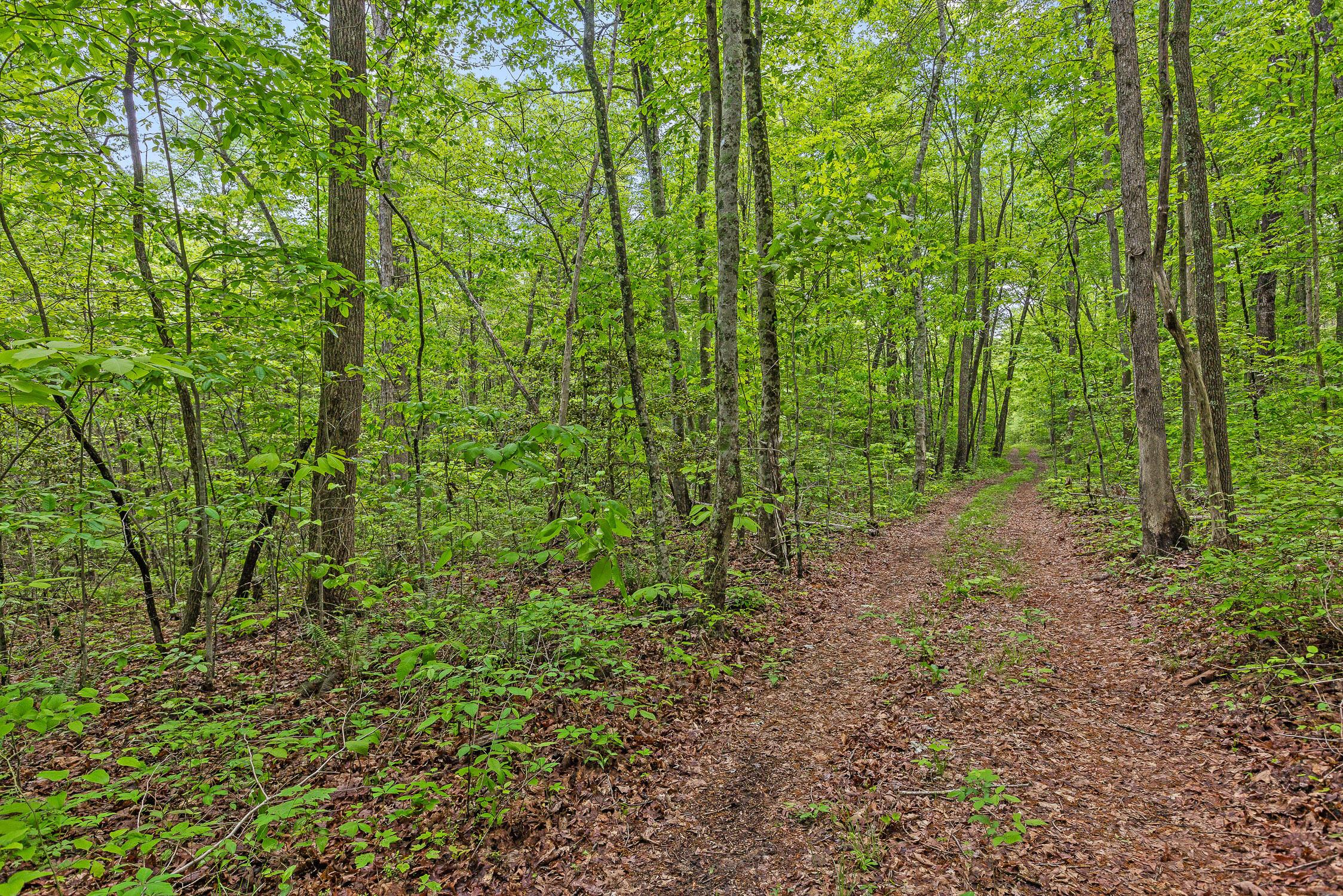 17.65 Acres Blaine Smith Road, Graysville, Tennessee image 48