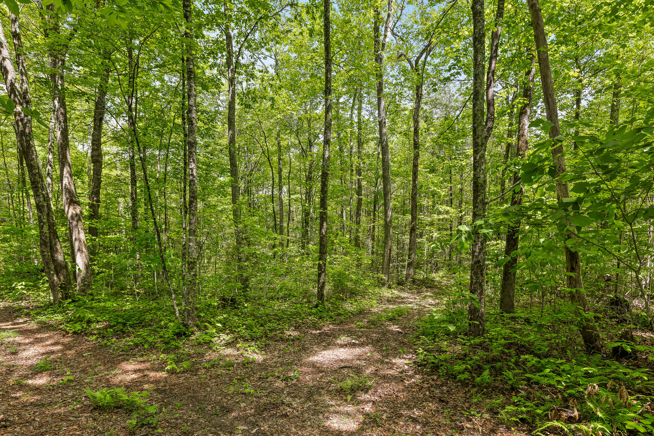 17.65 Acres Blaine Smith Road, Graysville, Tennessee image 44