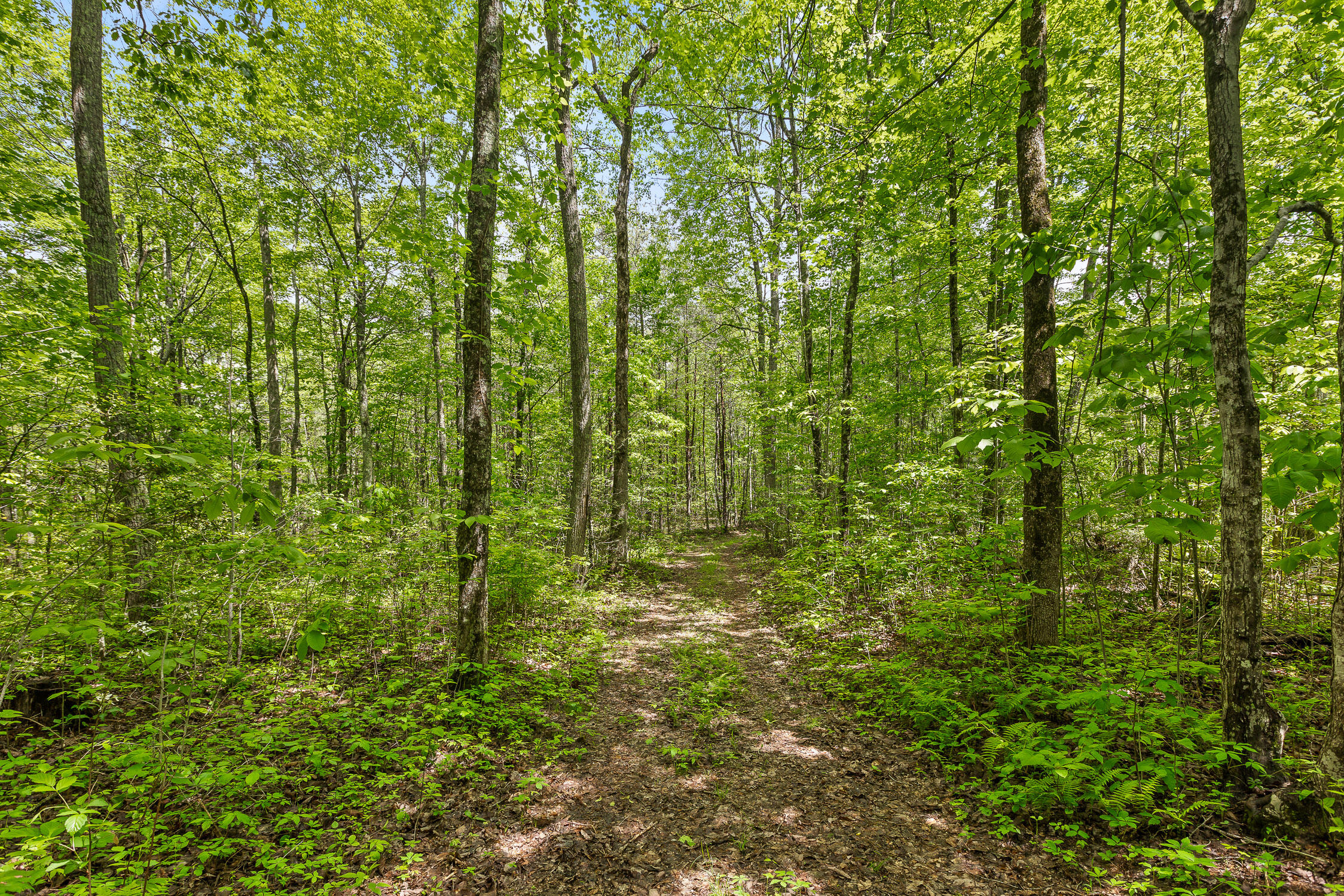 17.65 Acres Blaine Smith Road, Graysville, Tennessee image 42