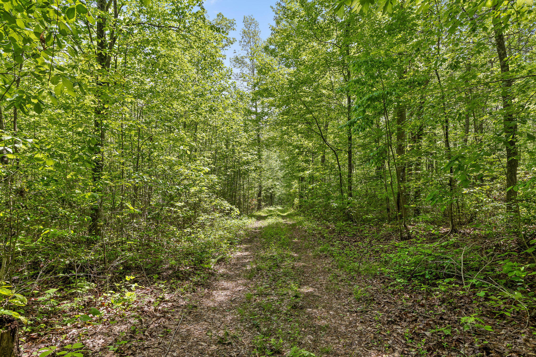 17.65 Acres Blaine Smith Road, Graysville, Tennessee image 43
