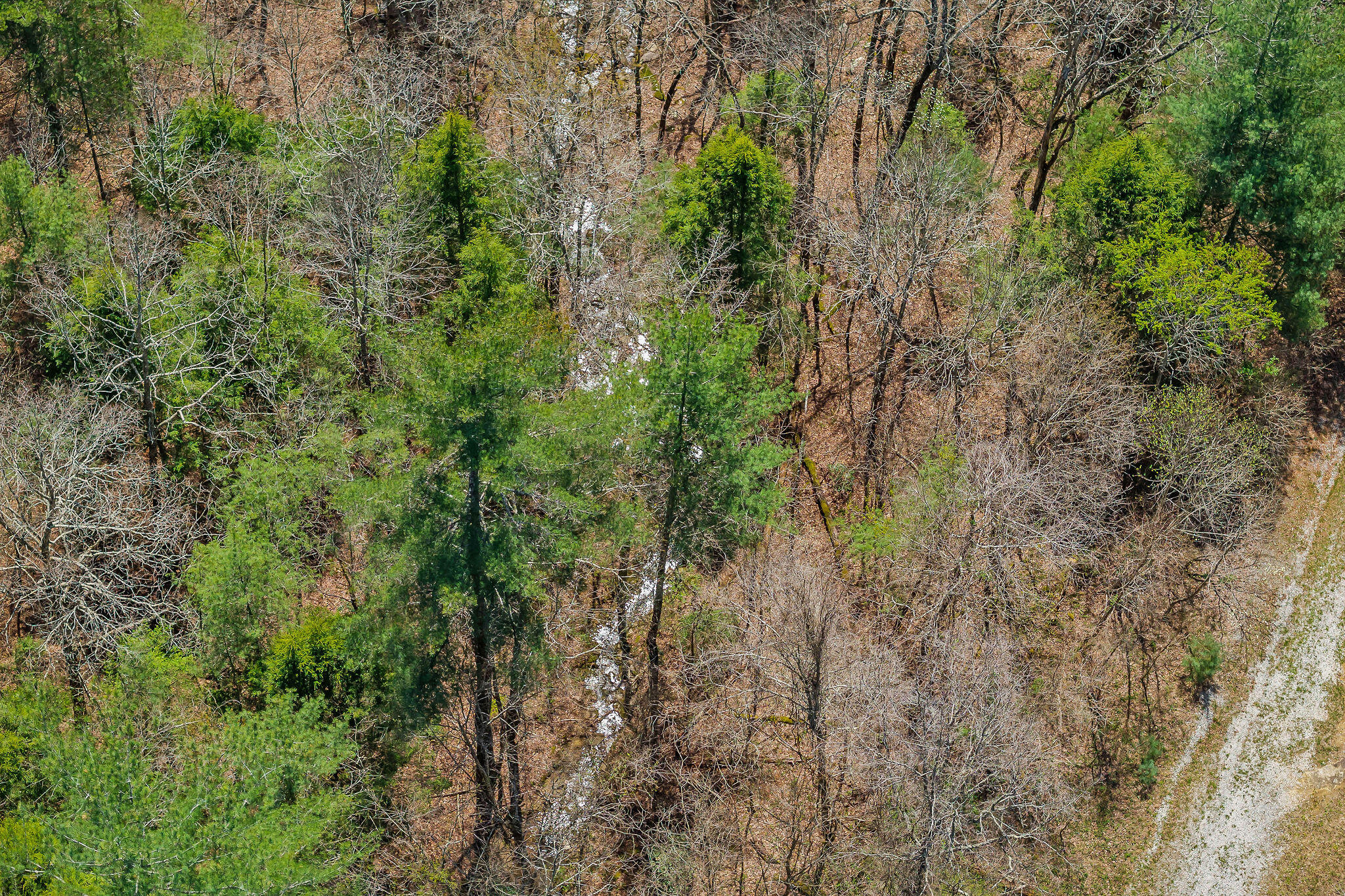 Nashville Highway 62, Deer Lodge, Tennessee image 21