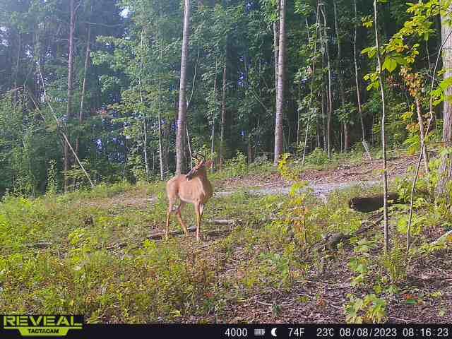 89 One West Drive Dr, Pikeville, Tennessee image 1