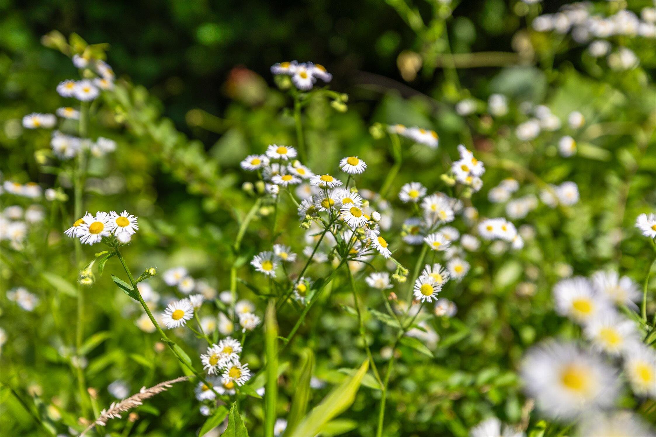 Whitwell, Tennessee 37397, United States, ,Land,Active,230841
