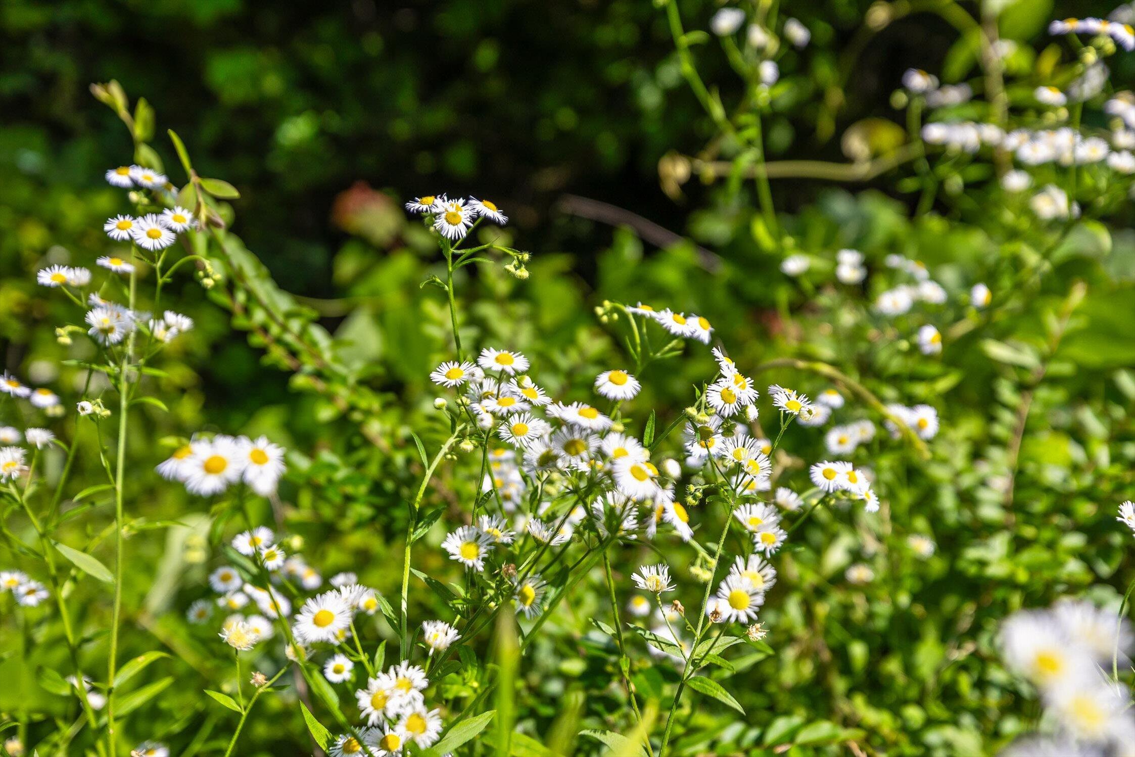 Whitwell, Tennessee 37397, United States, ,Land,Active,230841