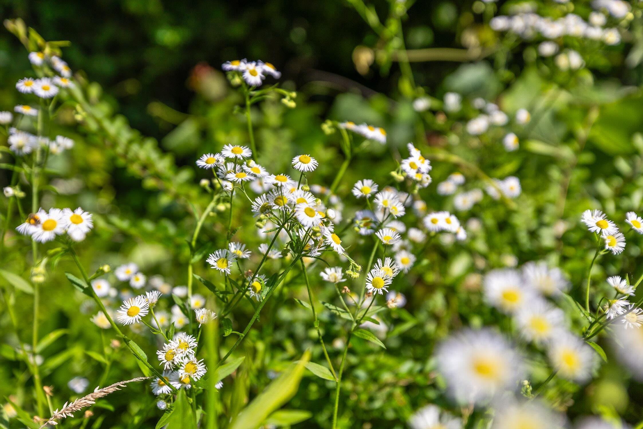 Whitwell, Tennessee 37397, United States, ,Land,Active,230841