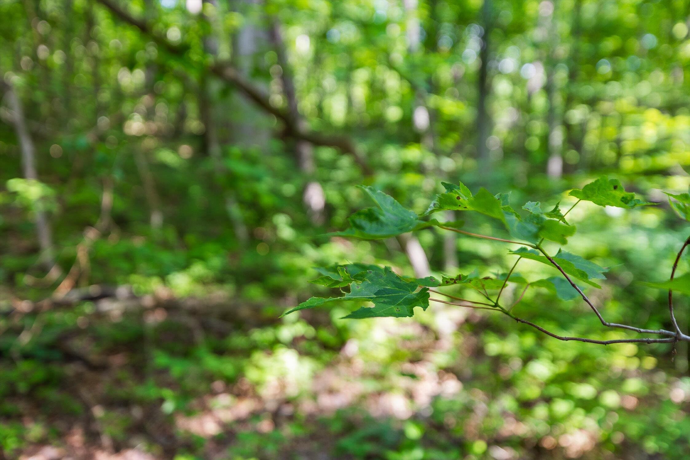 Whitwell, Tennessee 37397, United States, ,Land,Active,230841