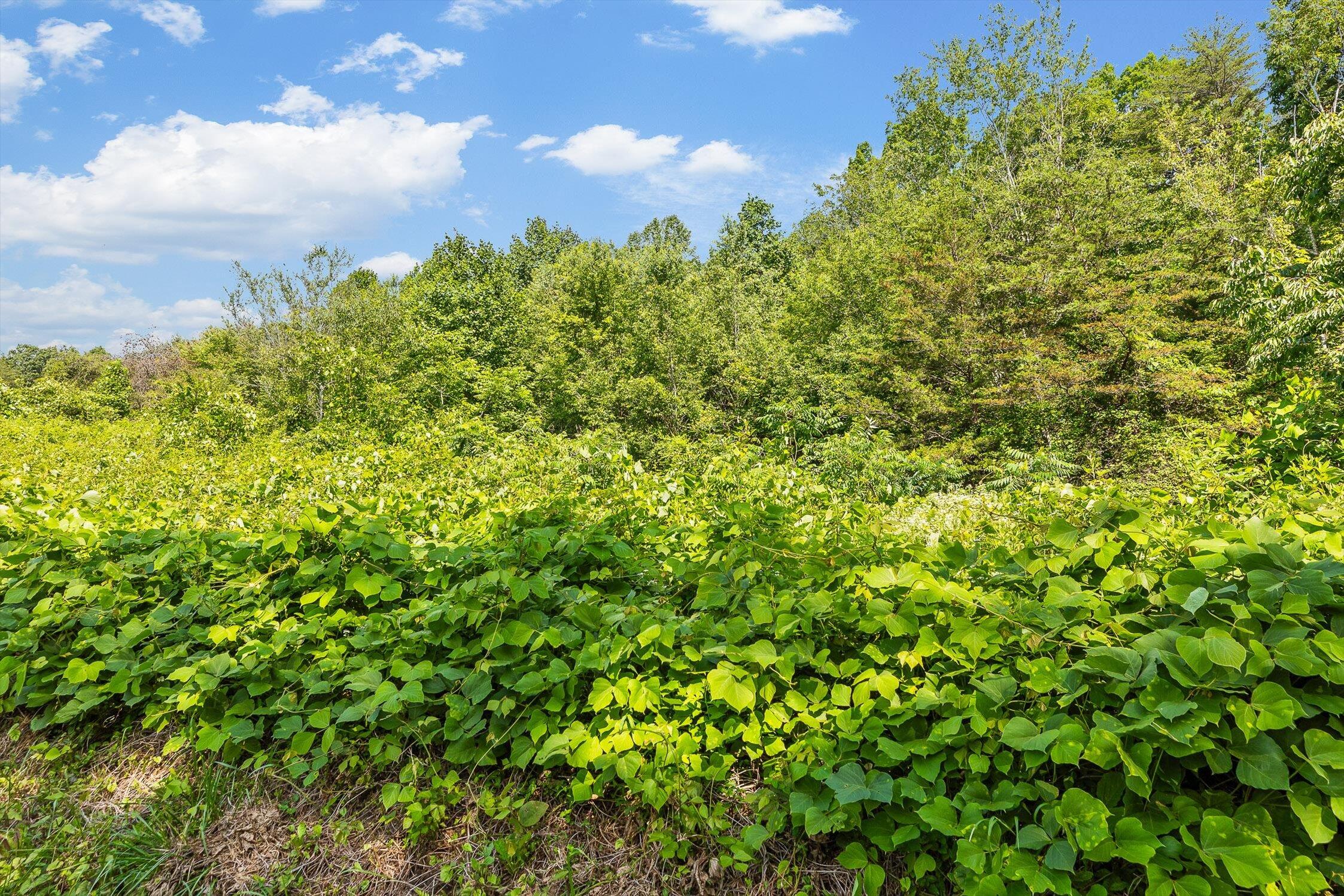 Whitwell, Tennessee 37397, United States, ,Land,Active,230841