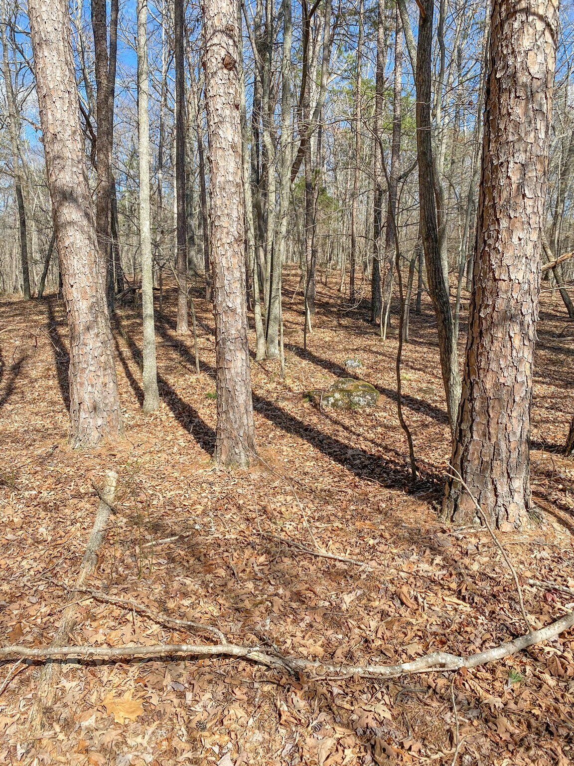 Birchwood Pike, Harrison, Tennessee image 21