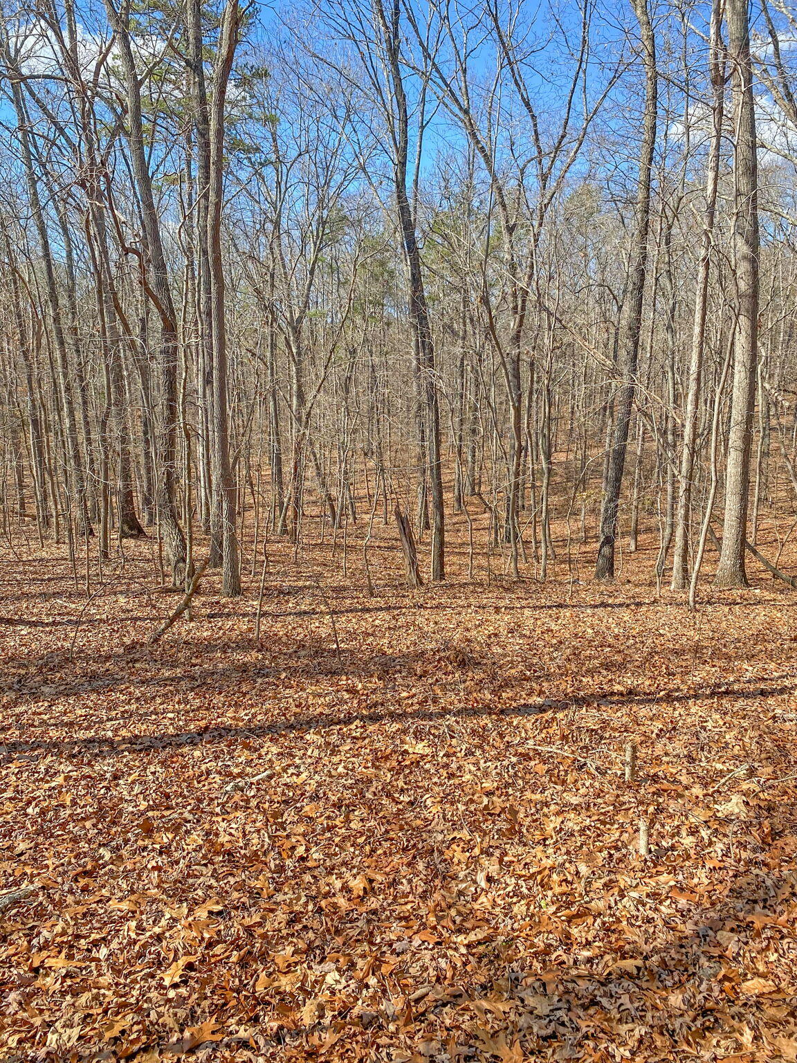 Birchwood Pike, Harrison, Tennessee image 15