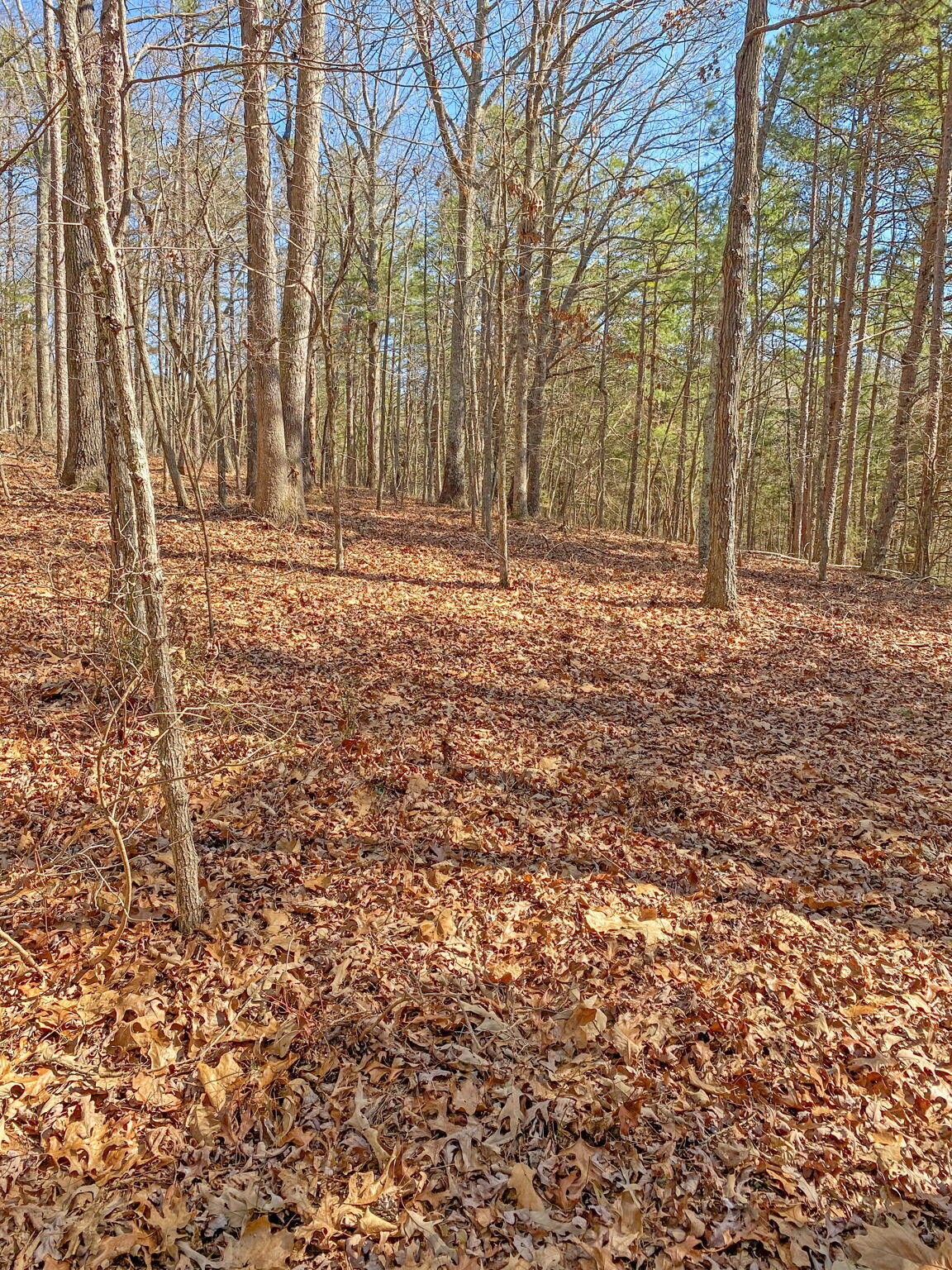 Birchwood Pike, Harrison, Tennessee image 13