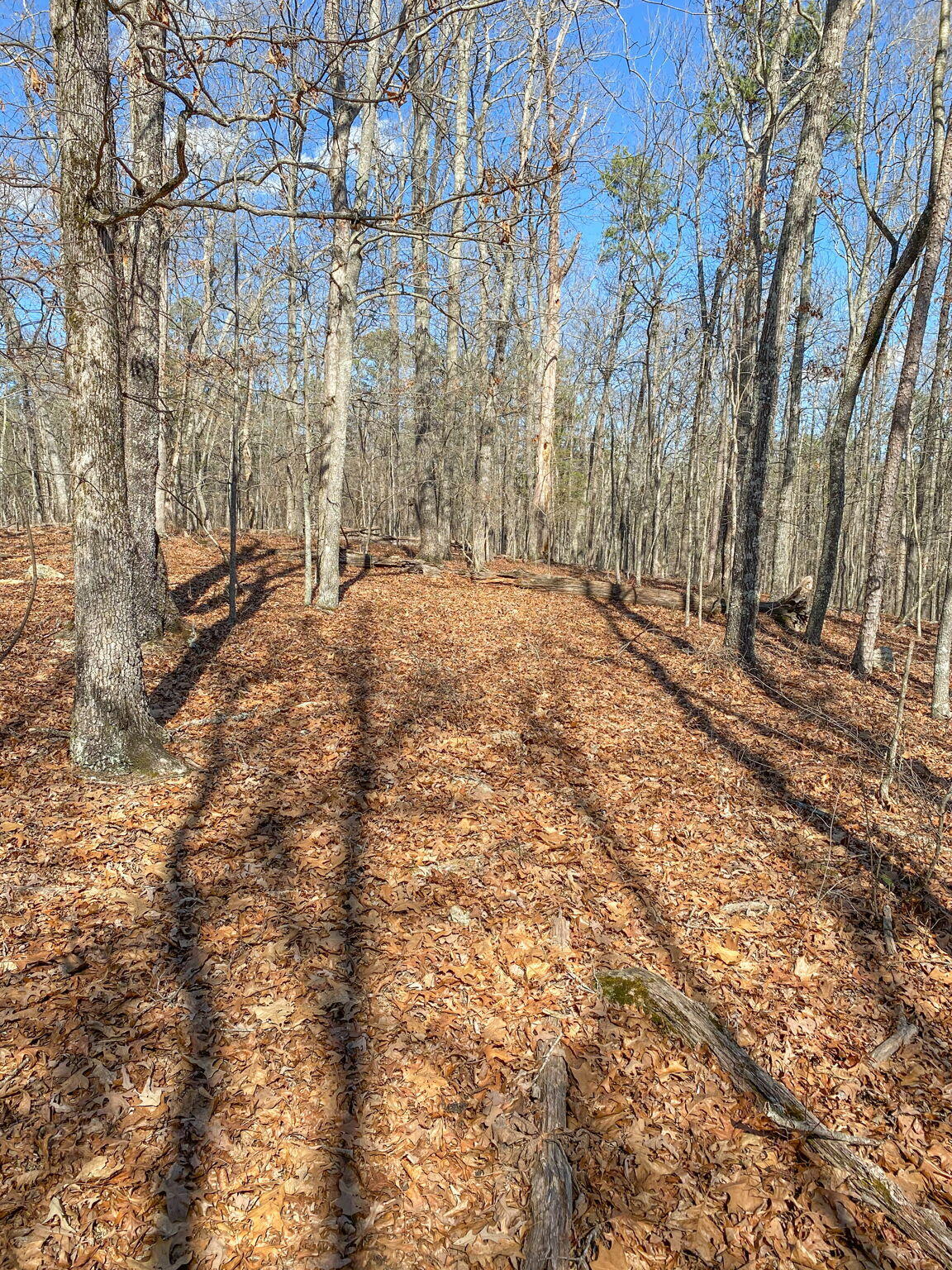 Birchwood Pike, Harrison, Tennessee image 20