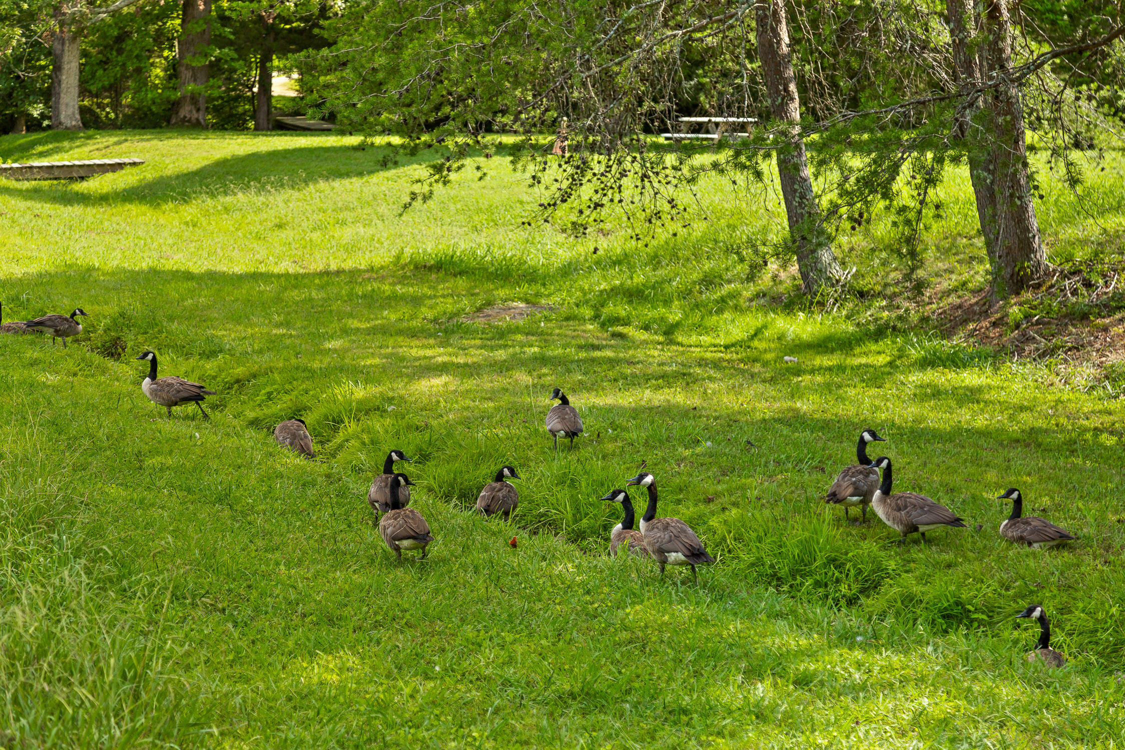 Old Mill Creek Circle #35, Chickamauga, Georgia image 39