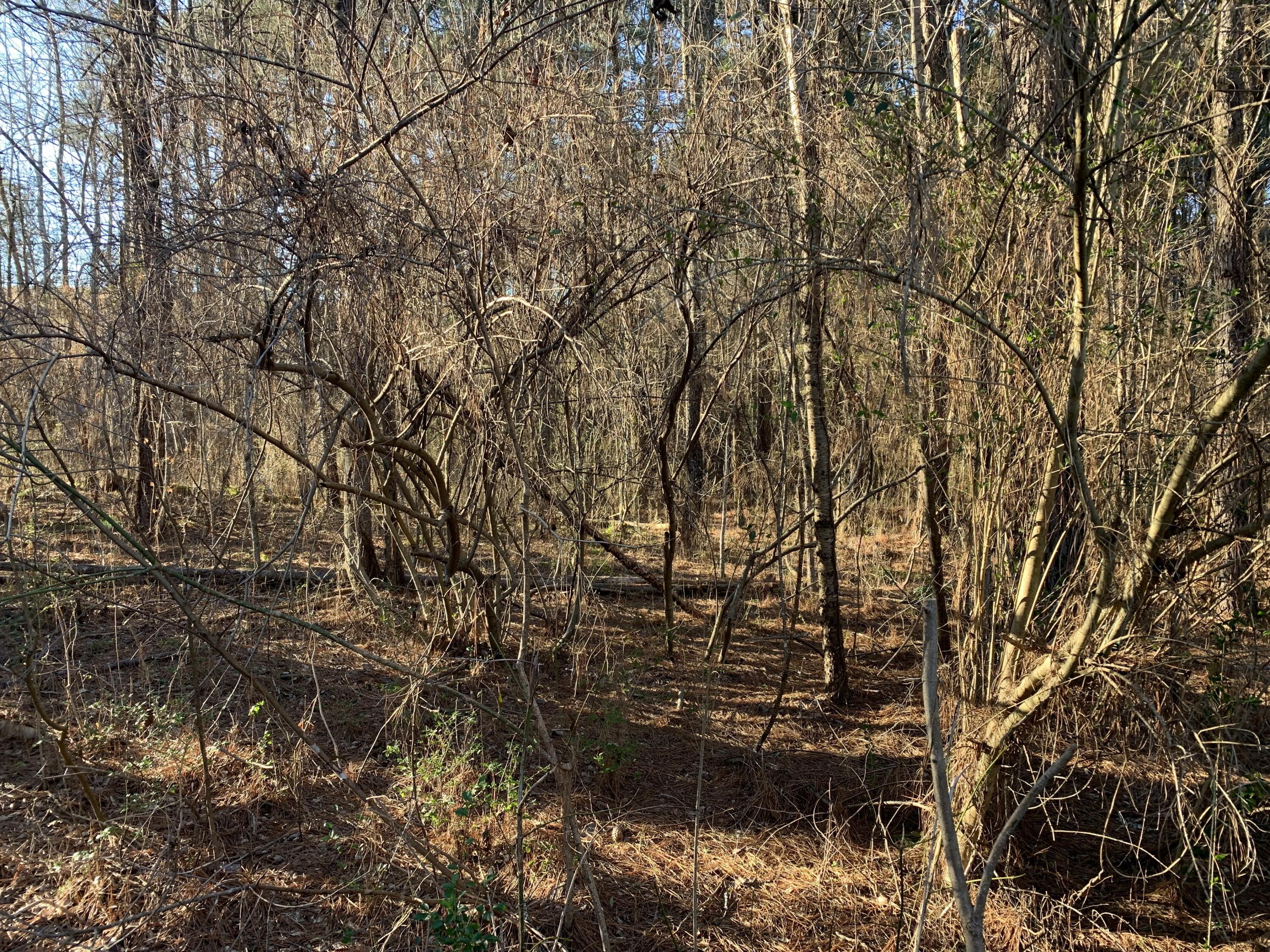 158 County Road 41, Calhoun, Tennessee image 1