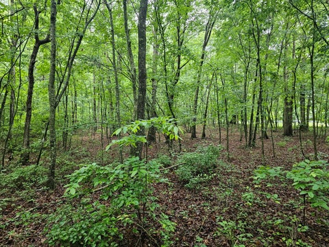 Vacant Land For Sale - 2411 Sr 56 Road<br/> Grundy County, Tracy City, TN 37387