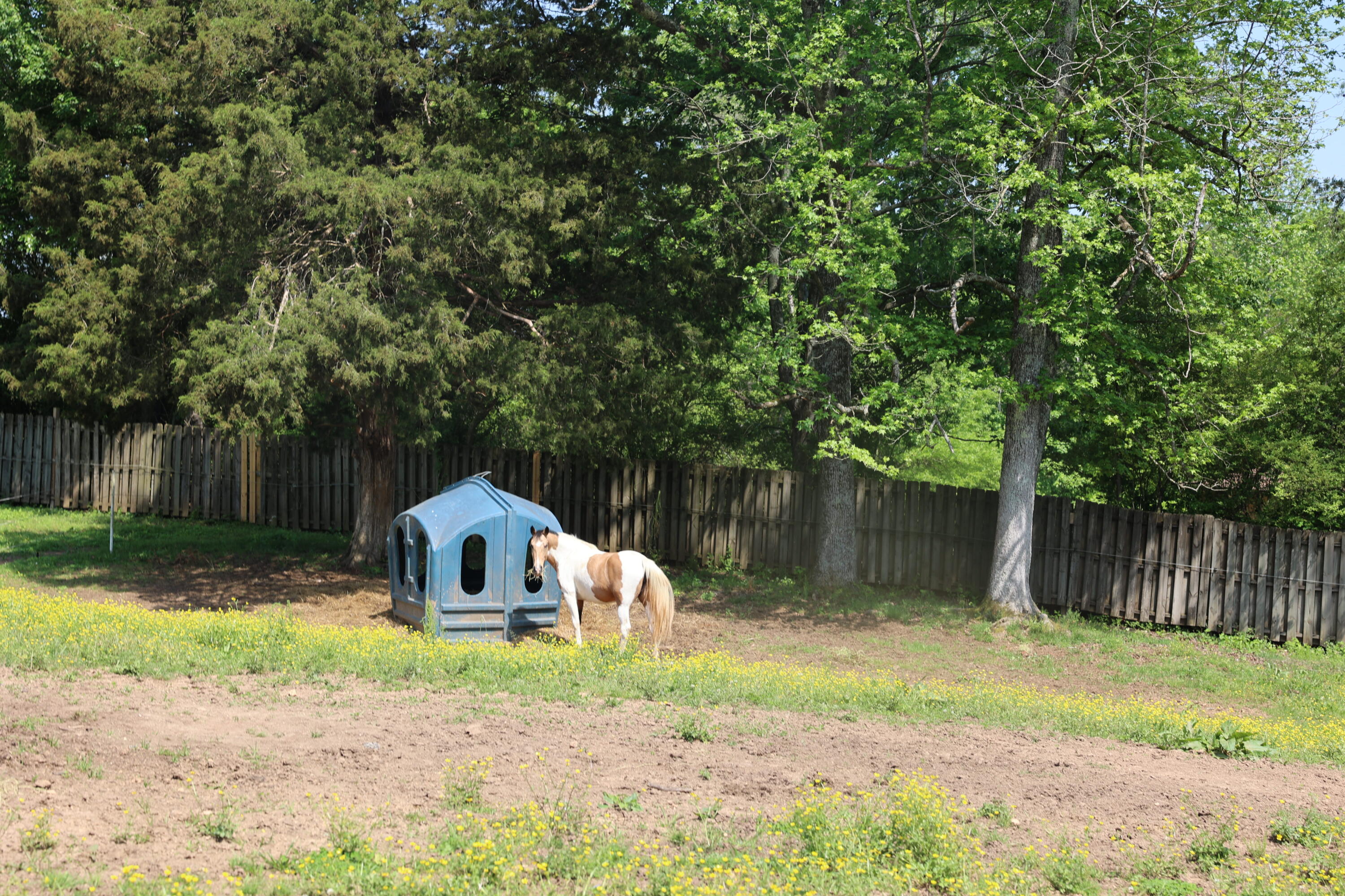 200 Reavley Road, Sale Creek, Tennessee image 38