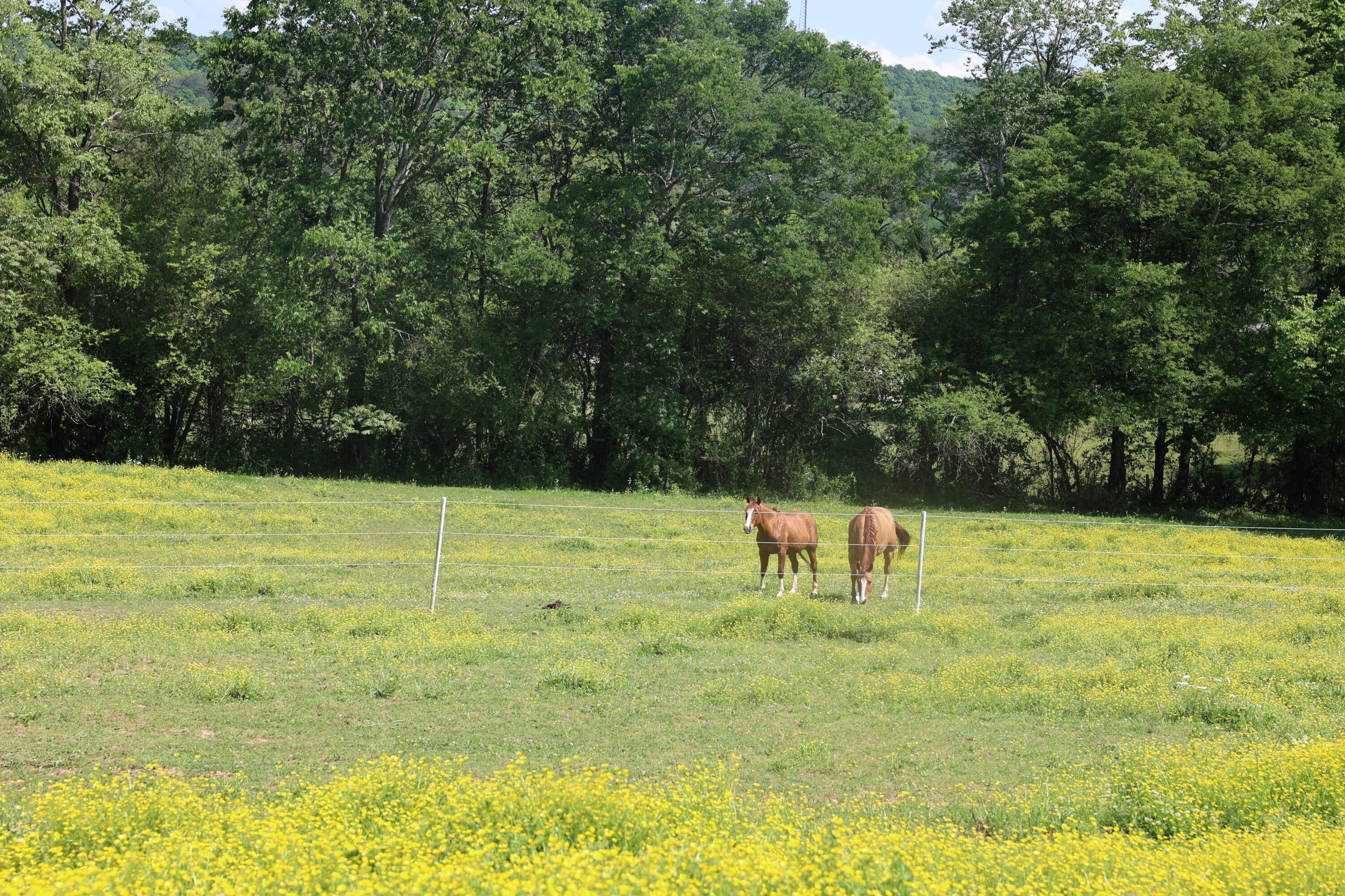 200 Reavley Road, Sale Creek, Tennessee image 26