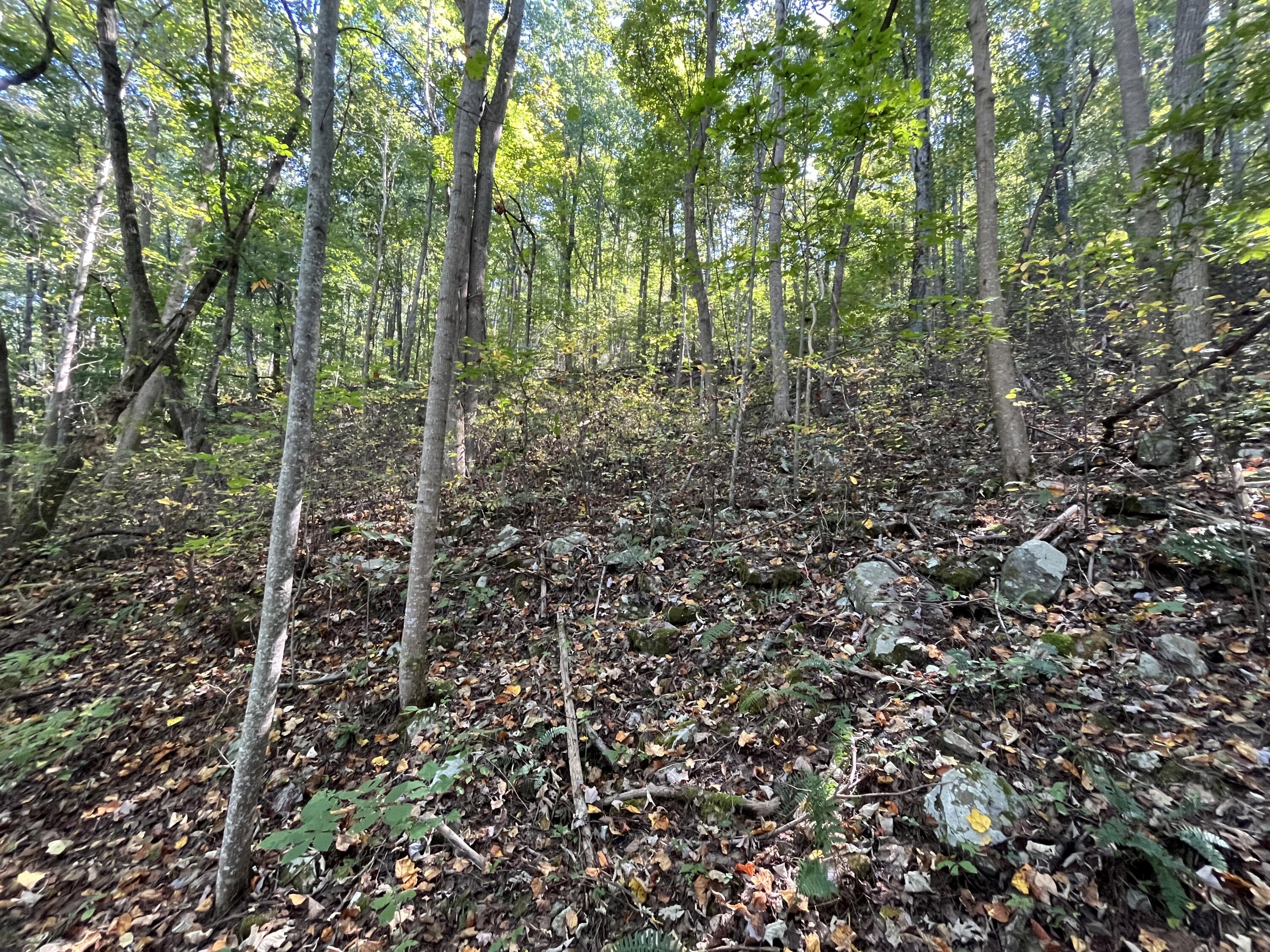 Senators Run, Pikeville, Tennessee image 10