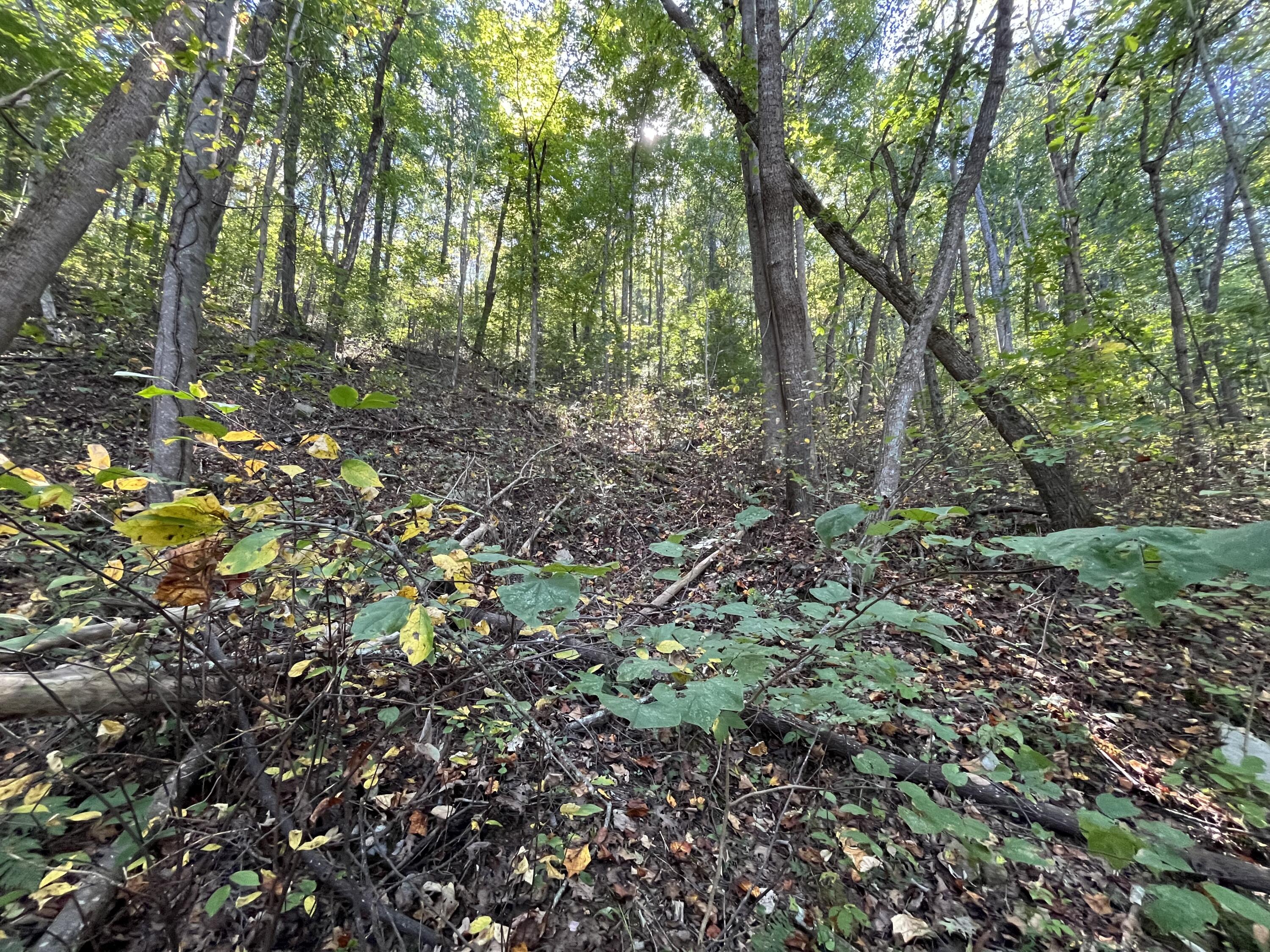 Senators Run, Pikeville, Tennessee image 12