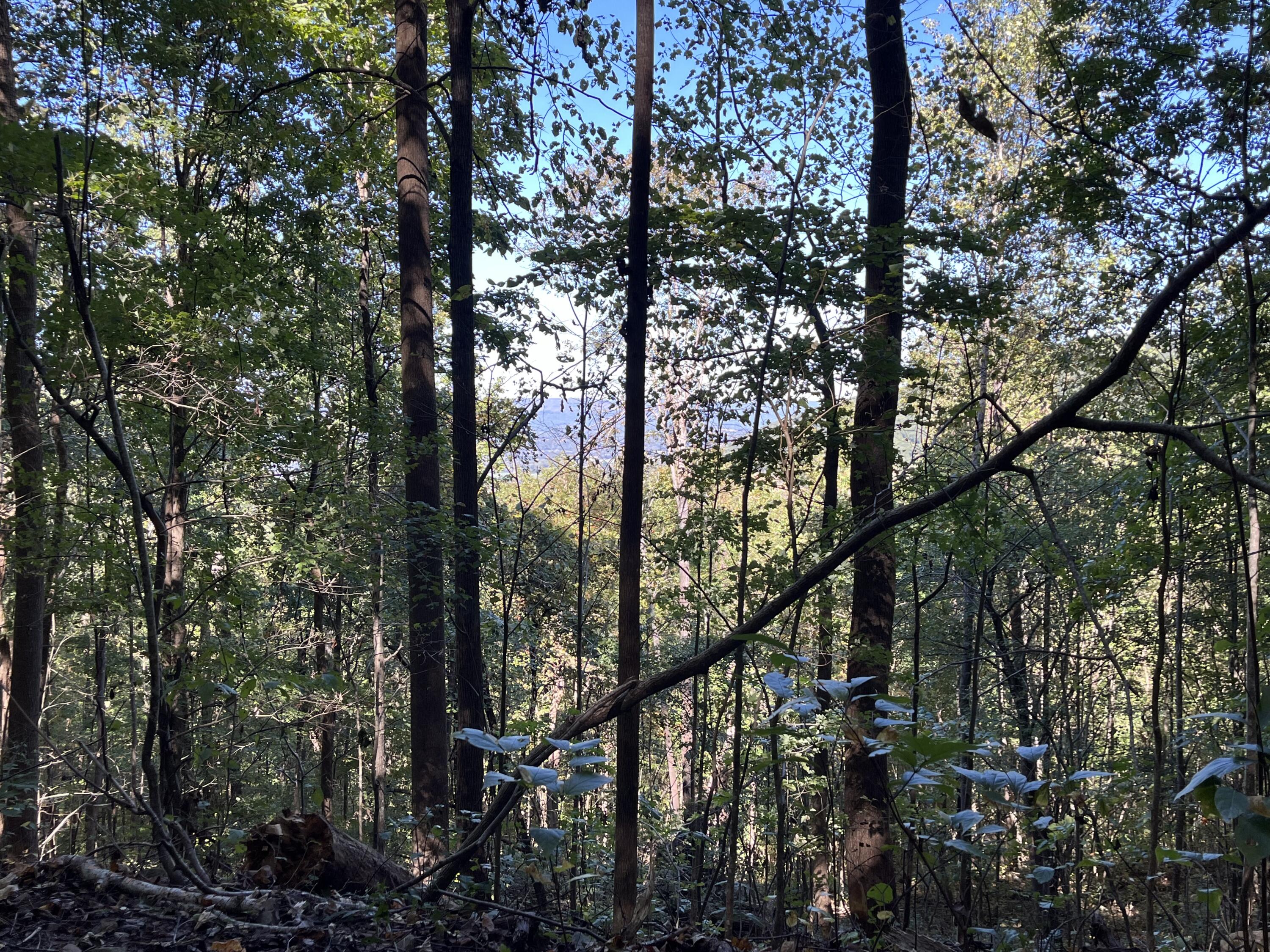 Senators Run, Pikeville, Tennessee image 8