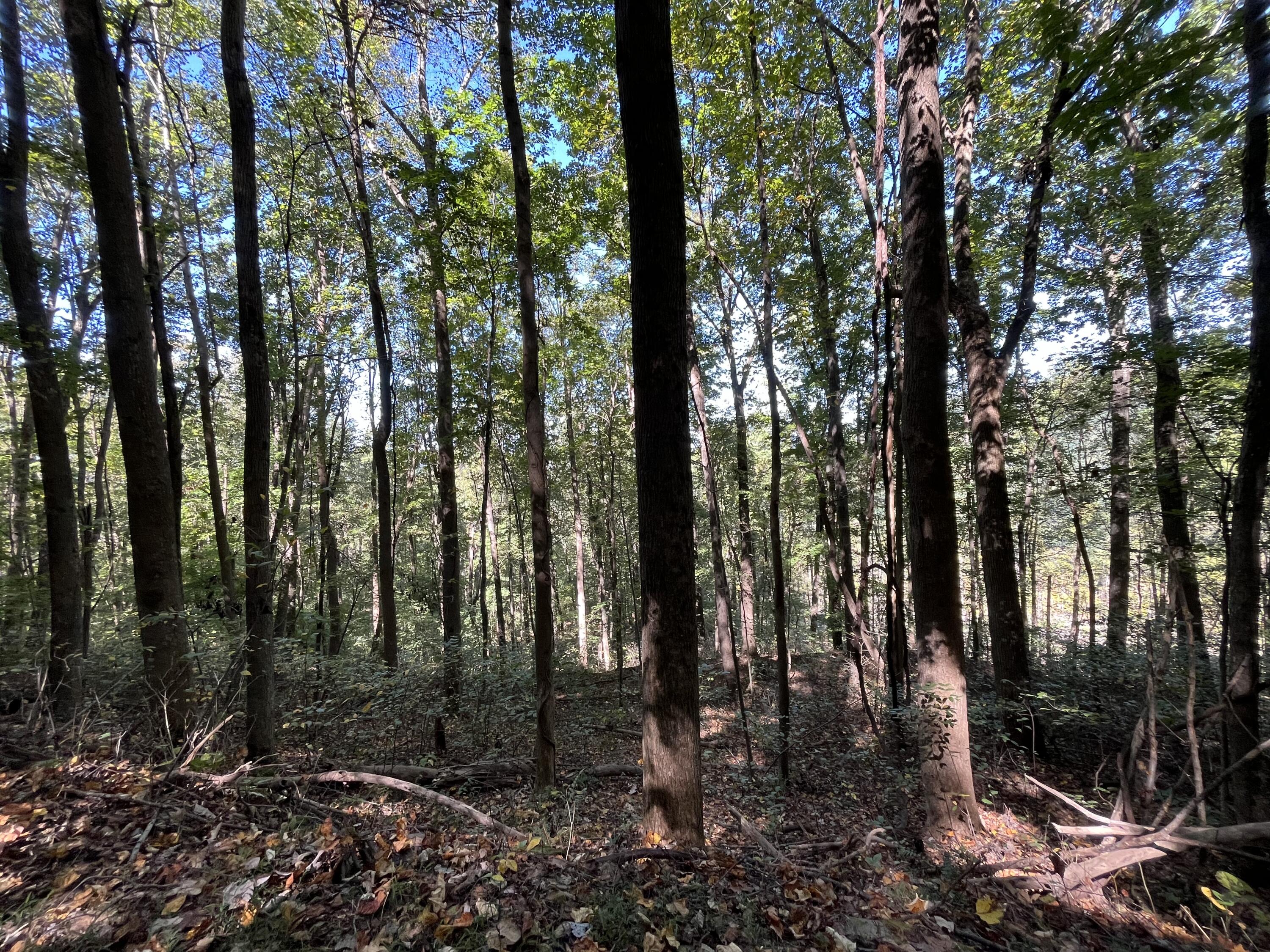 Senators Run, Pikeville, Tennessee image 1