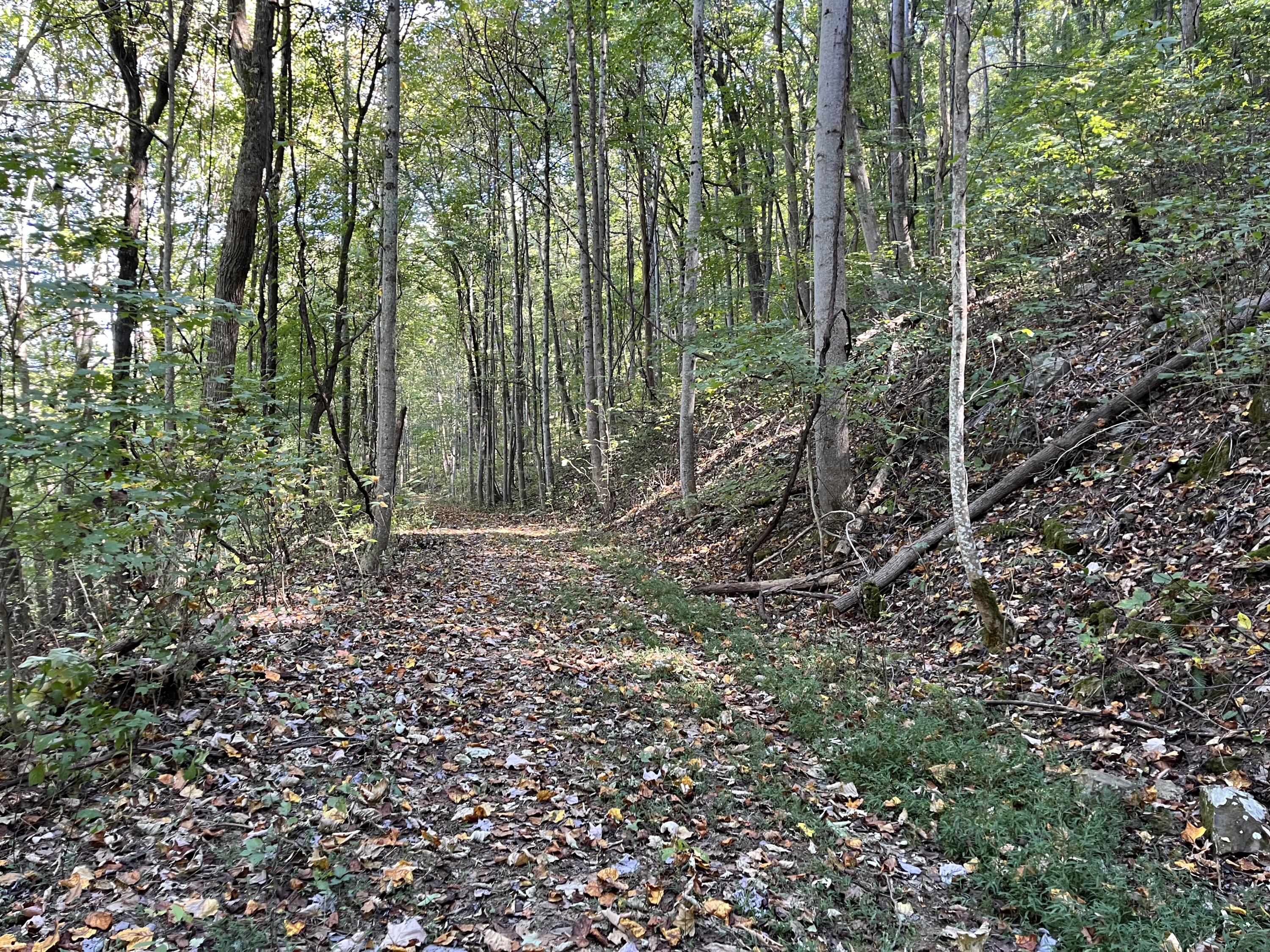 Senators Run, Pikeville, Tennessee image 5