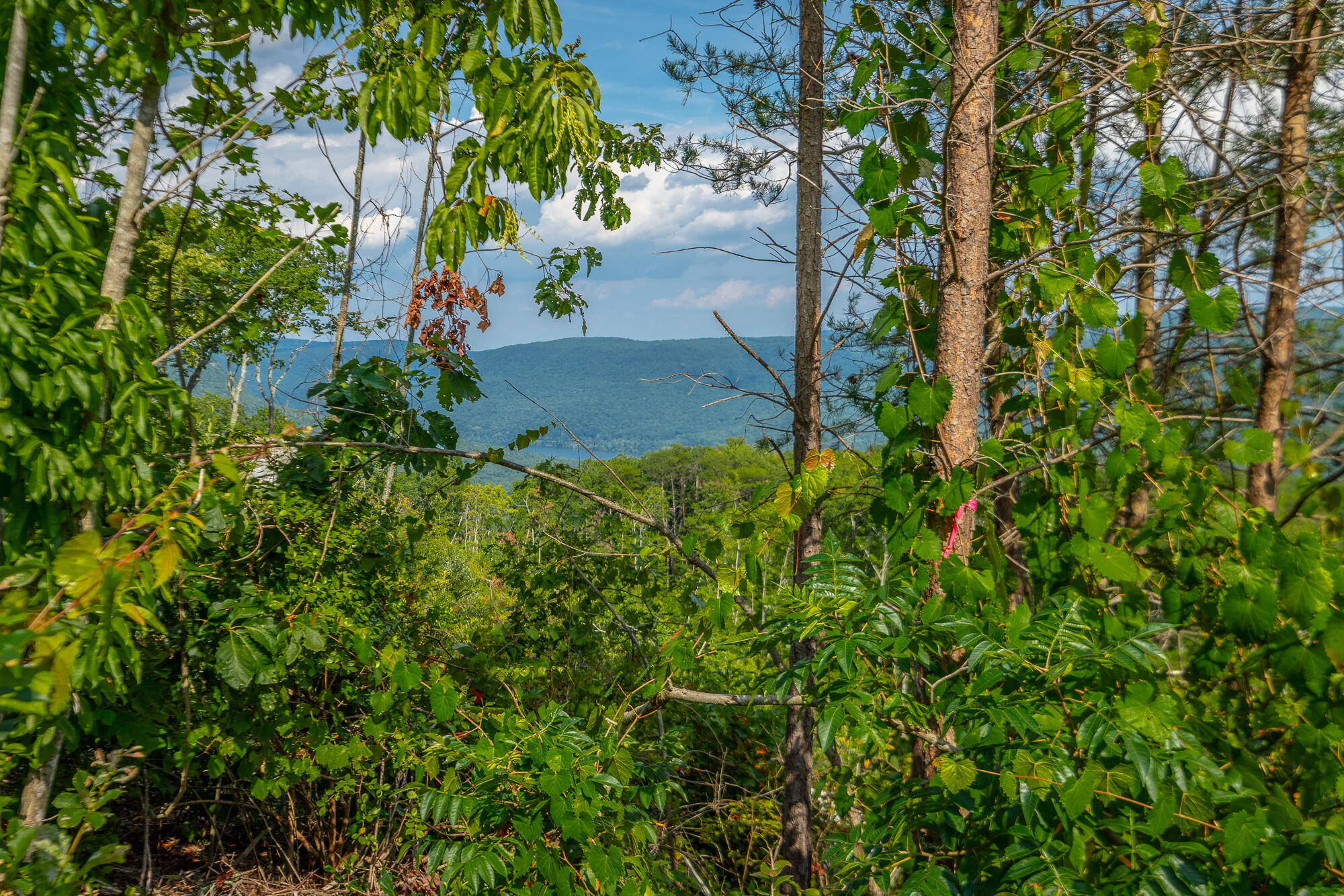Catfish View #LOT 1300, Guild, Tennessee image 24