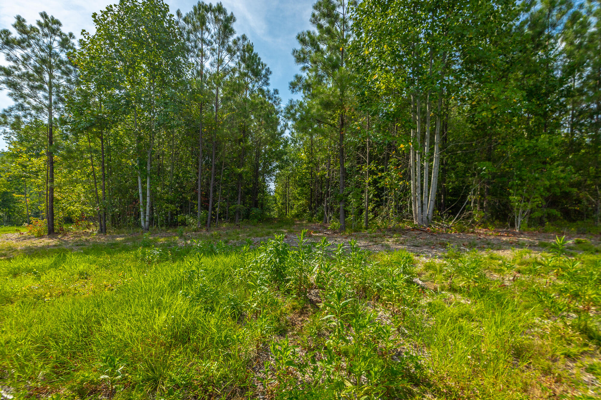 Catfish View #LOT 1300, Guild, Tennessee image 19