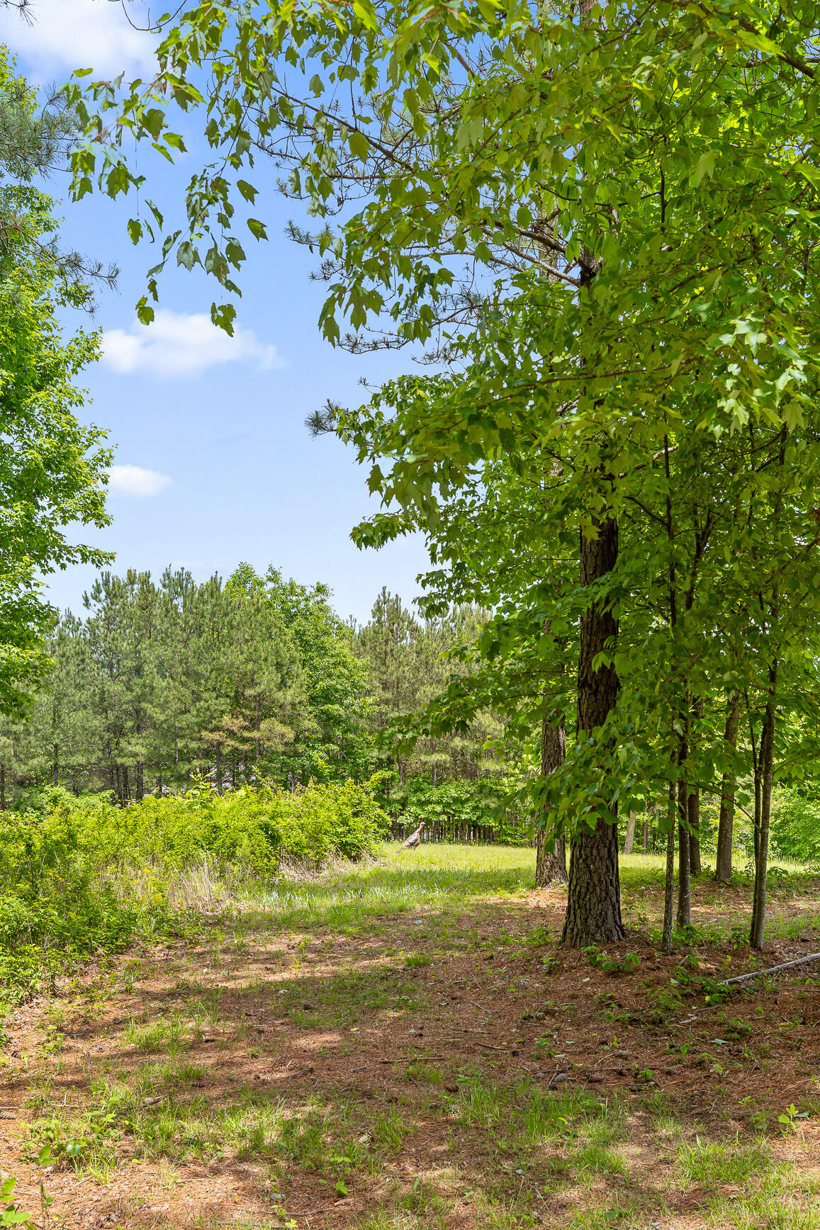 320 Lookout View Drive, Jasper, Tennessee image 8
