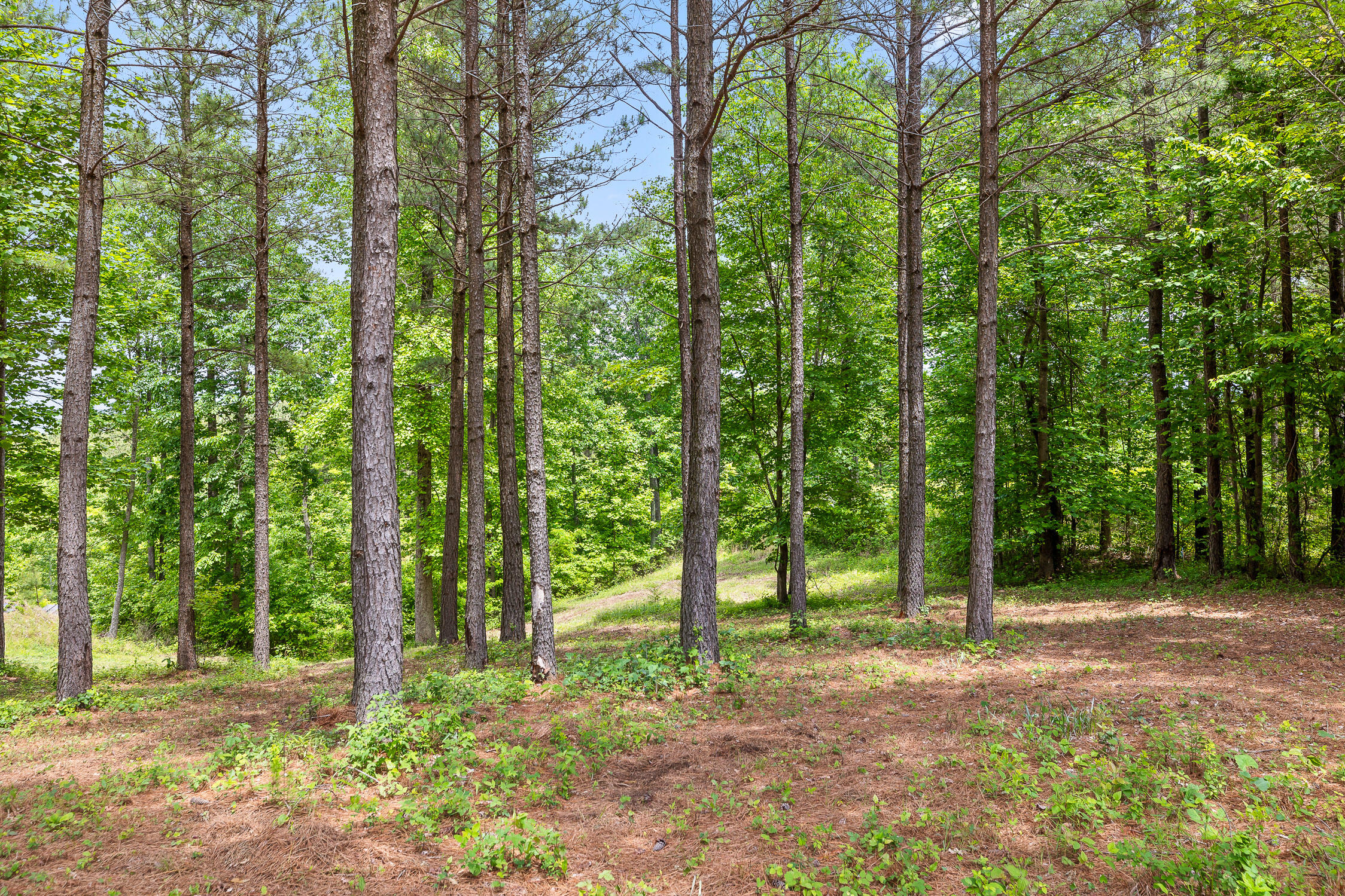 320 Lookout View Drive, Jasper, Tennessee image 2