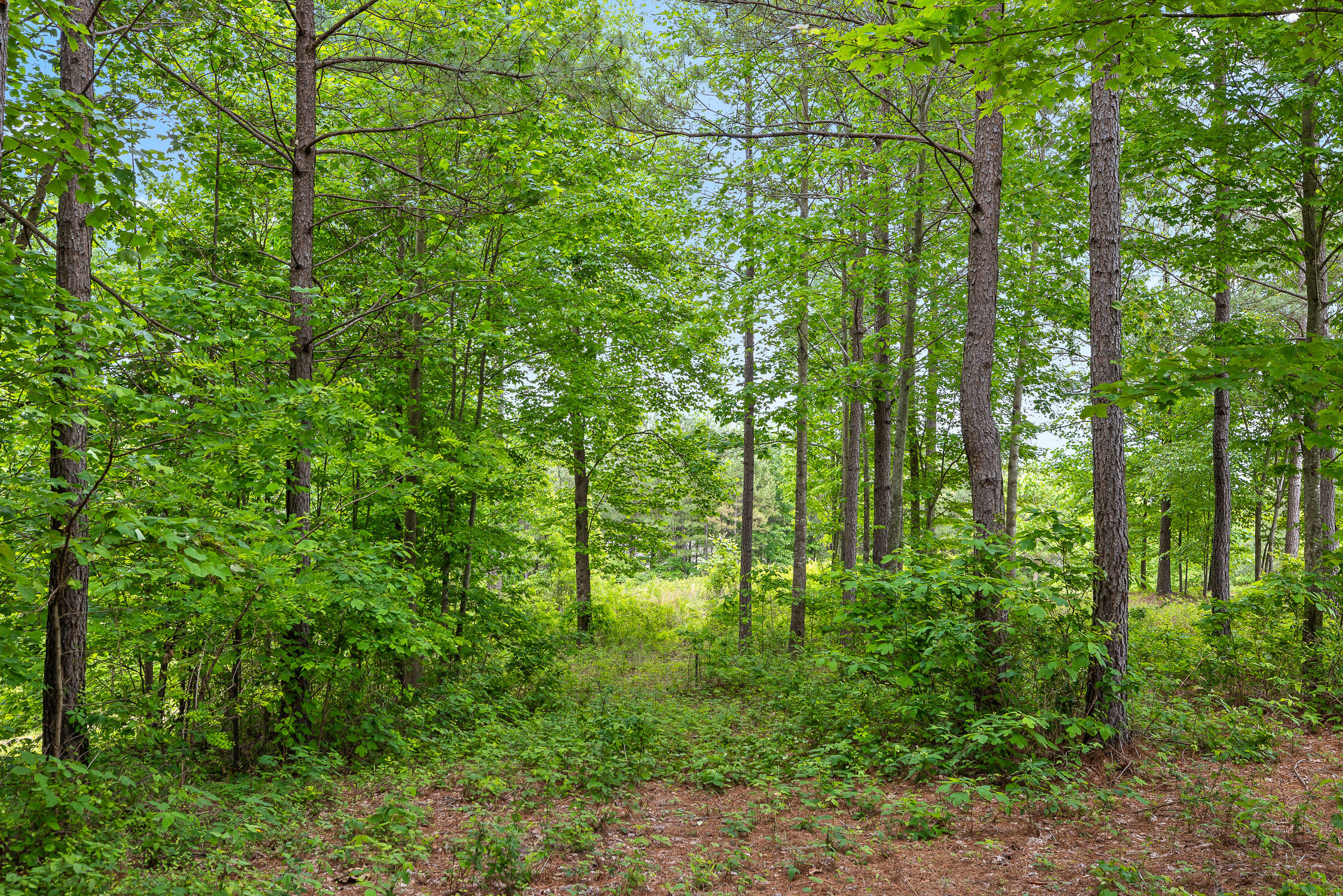 320 Lookout View Drive, Jasper, Tennessee image 4