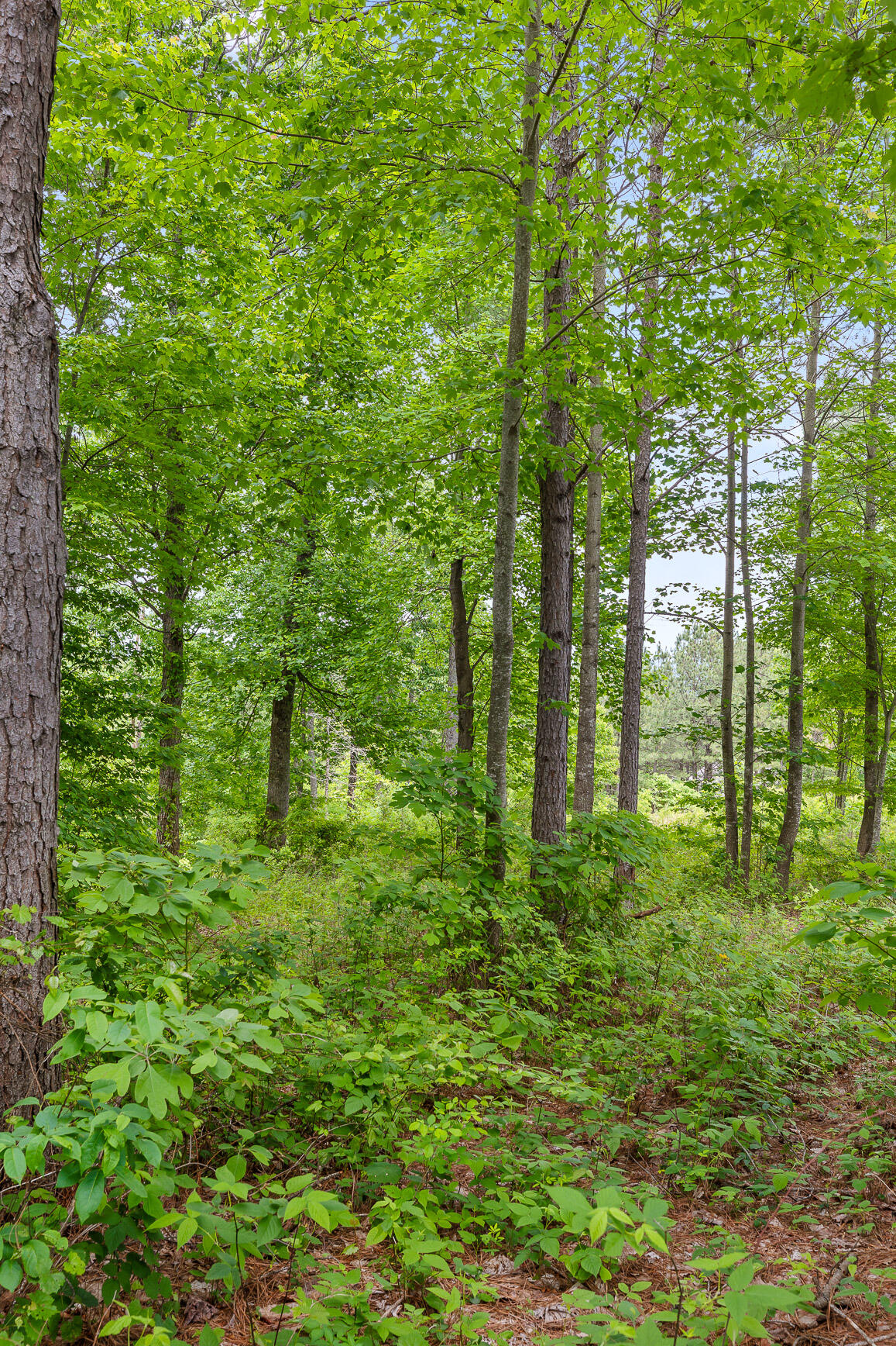 320 Lookout View Drive, Jasper, Tennessee image 7