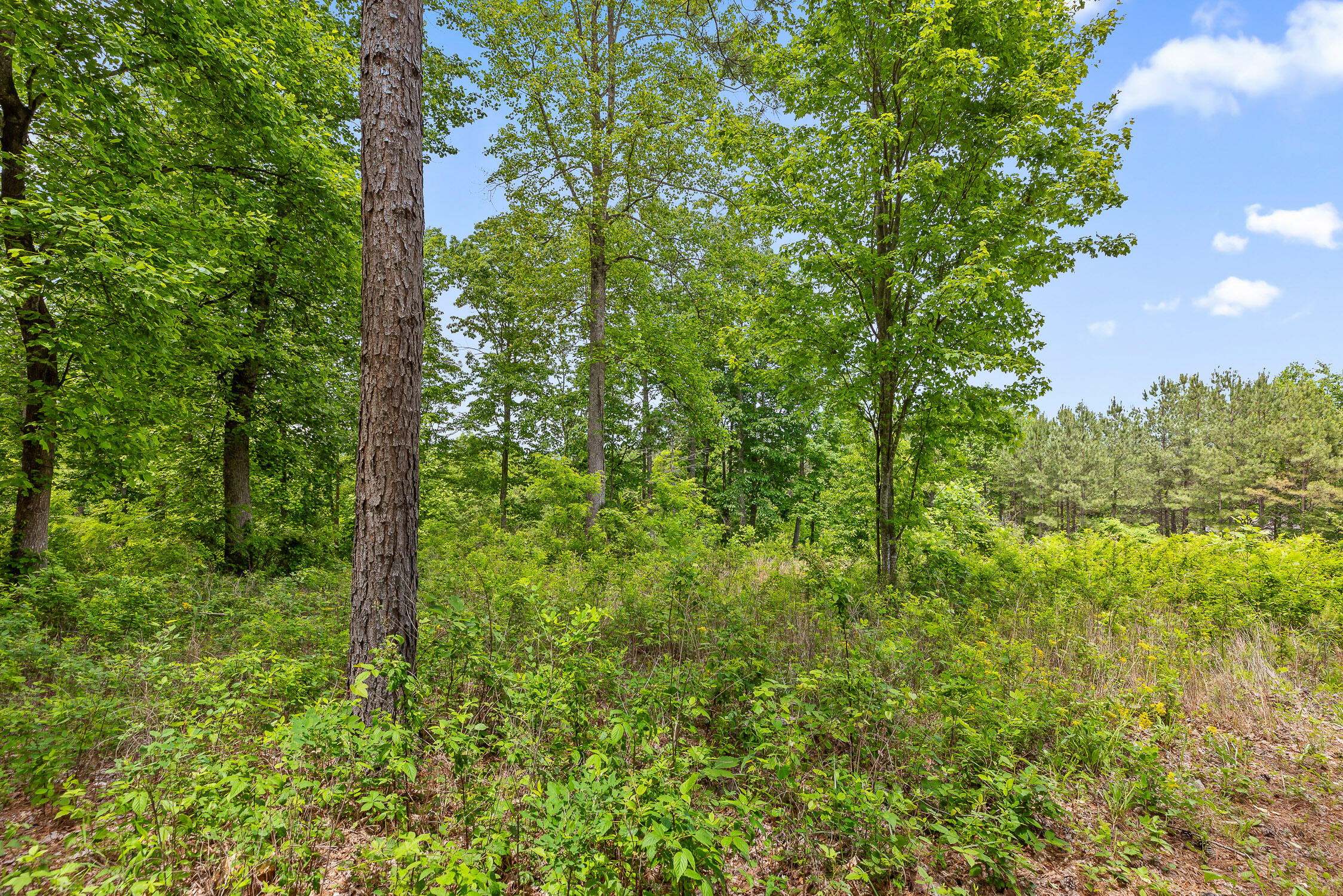 320 Lookout View Drive, Jasper, Tennessee image 9