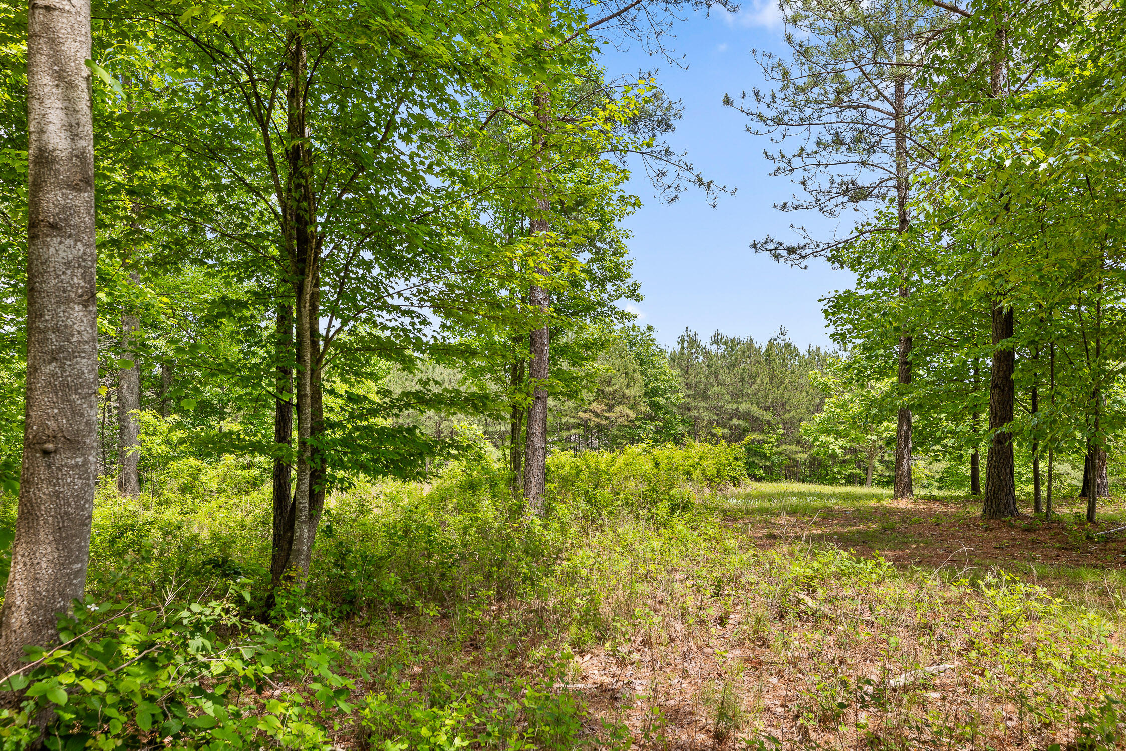 320 Lookout View Drive, Jasper, Tennessee image 1