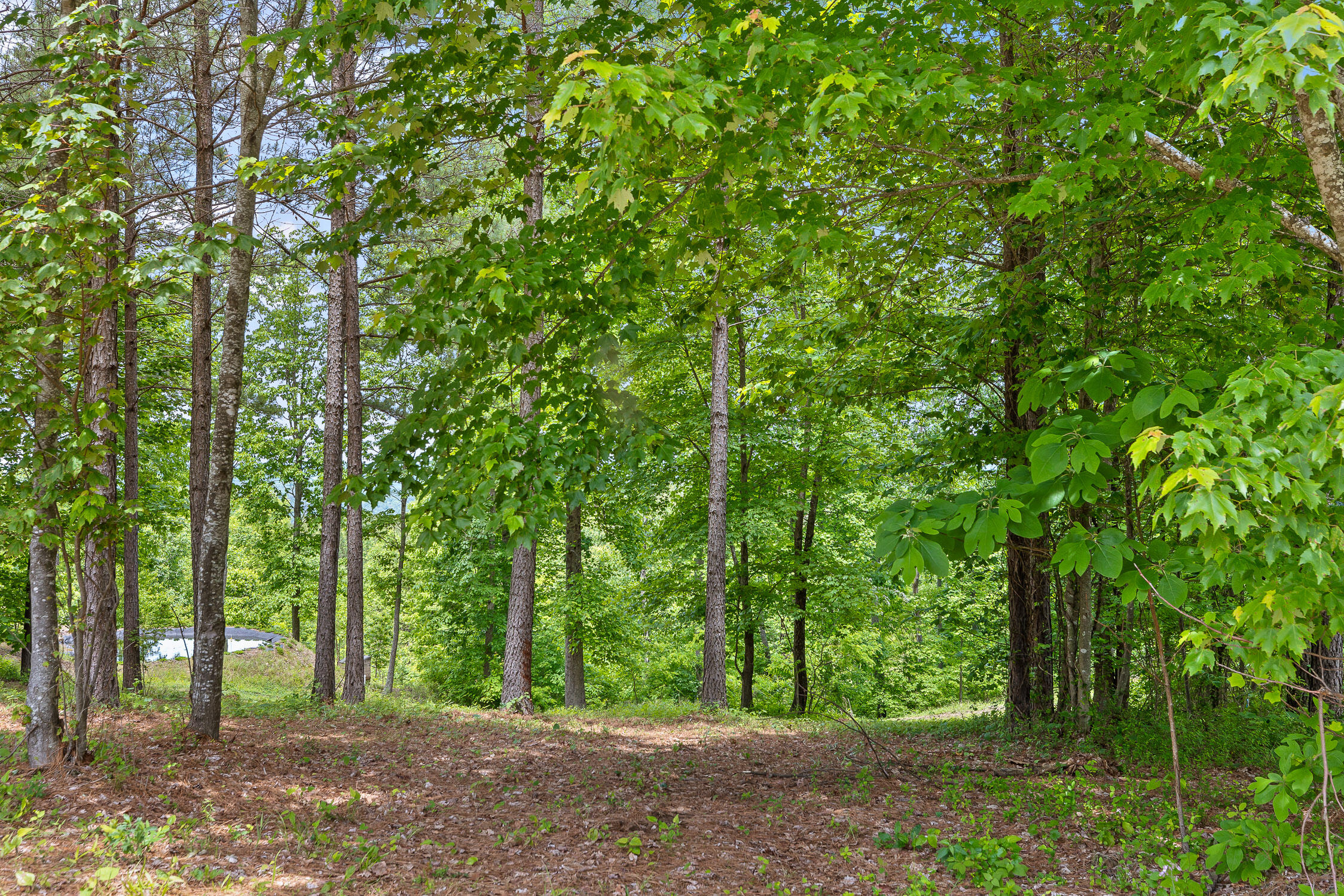 320 Lookout View Drive, Jasper, Tennessee image 3