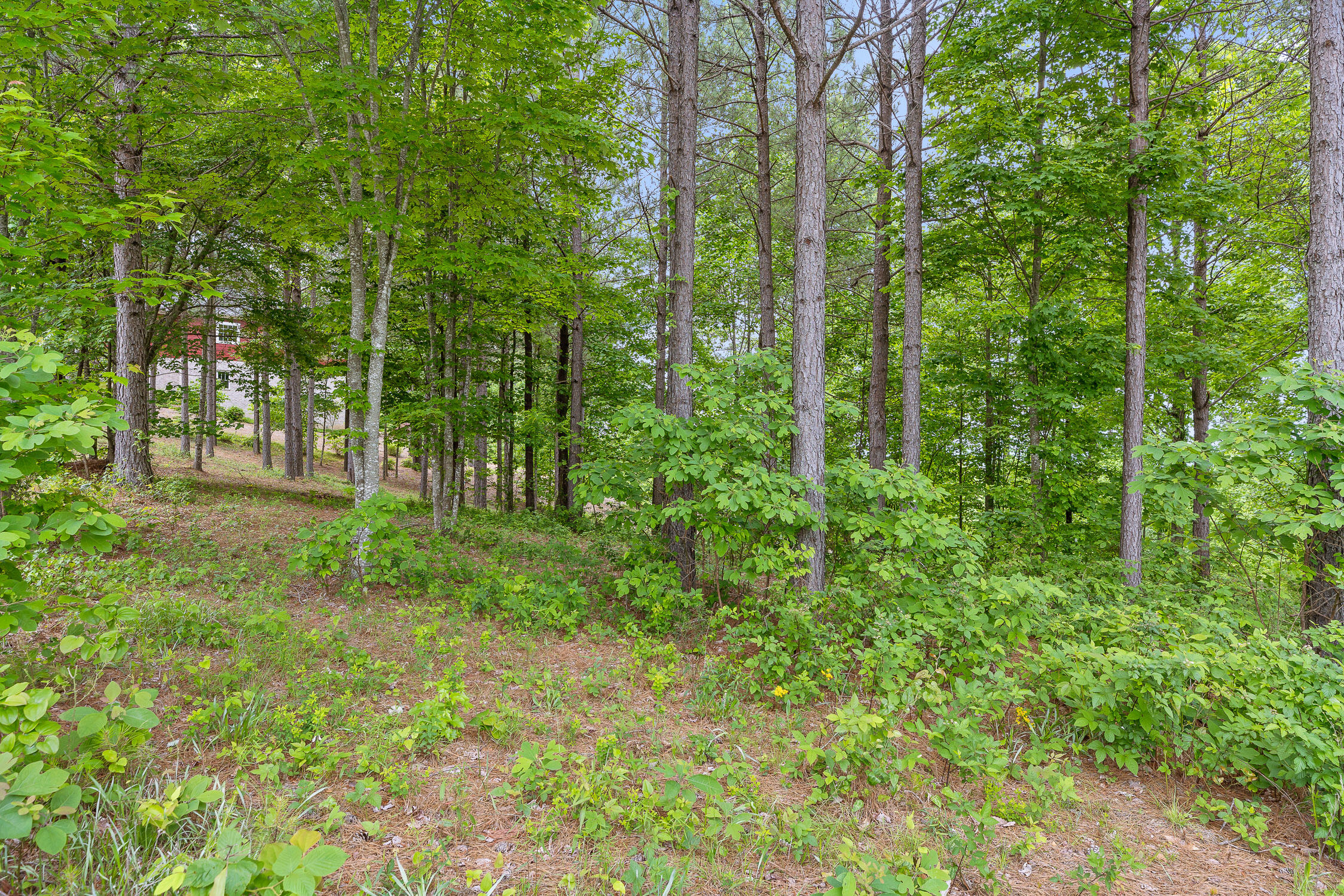 320 Lookout View Drive, Jasper, Tennessee image 6