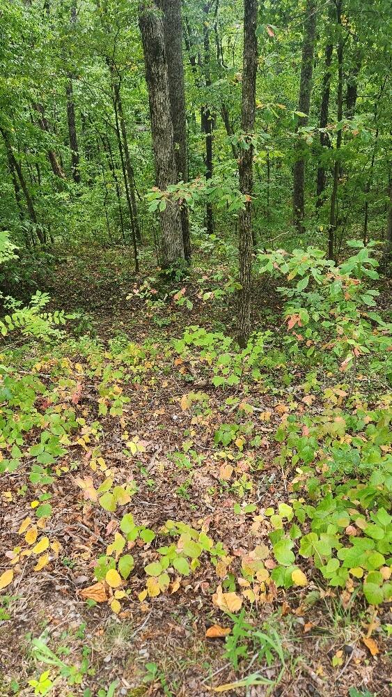 Lot 310 Big Spring Gap, Pikeville, Tennessee image 20