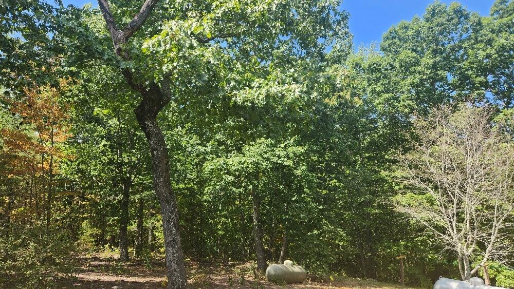 Lot 310 Big Spring Gap, Pikeville, Tennessee image 11