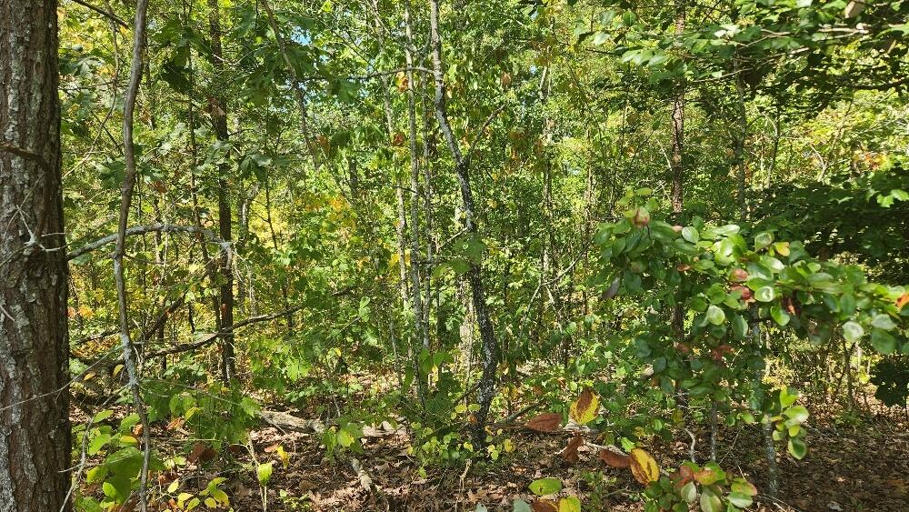 Lot 310 Big Spring Gap, Pikeville, Tennessee image 10