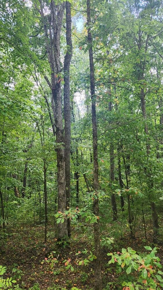 Lot 310 Big Spring Gap, Pikeville, Tennessee image 21