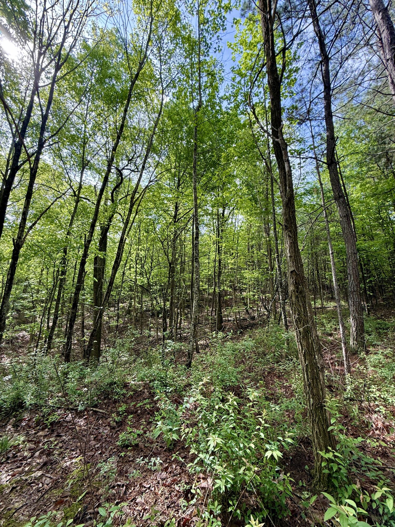 458 Coca Cola Road, Dunlap, Tennessee image 29
