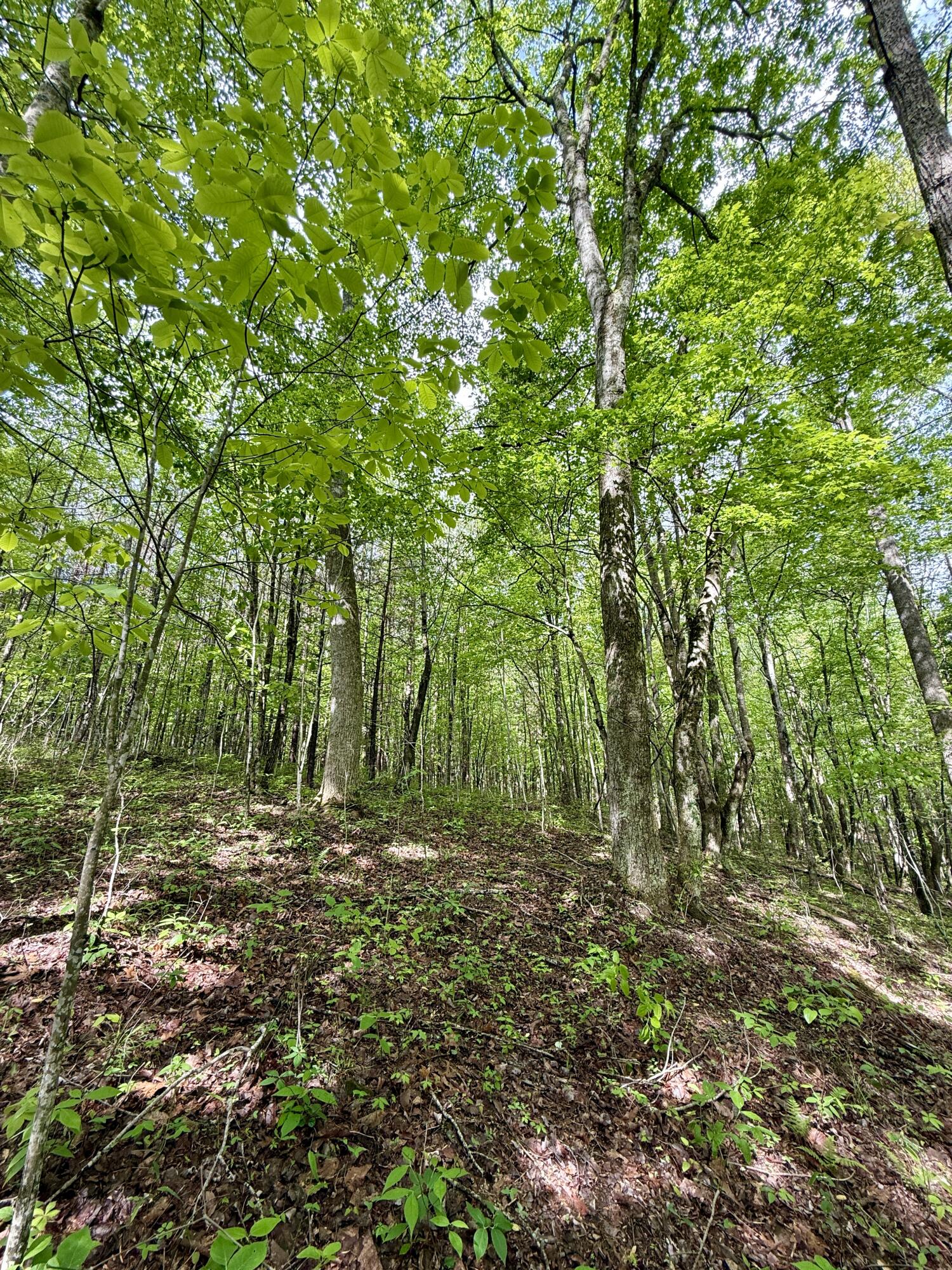 458 Coca Cola Road, Dunlap, Tennessee image 31