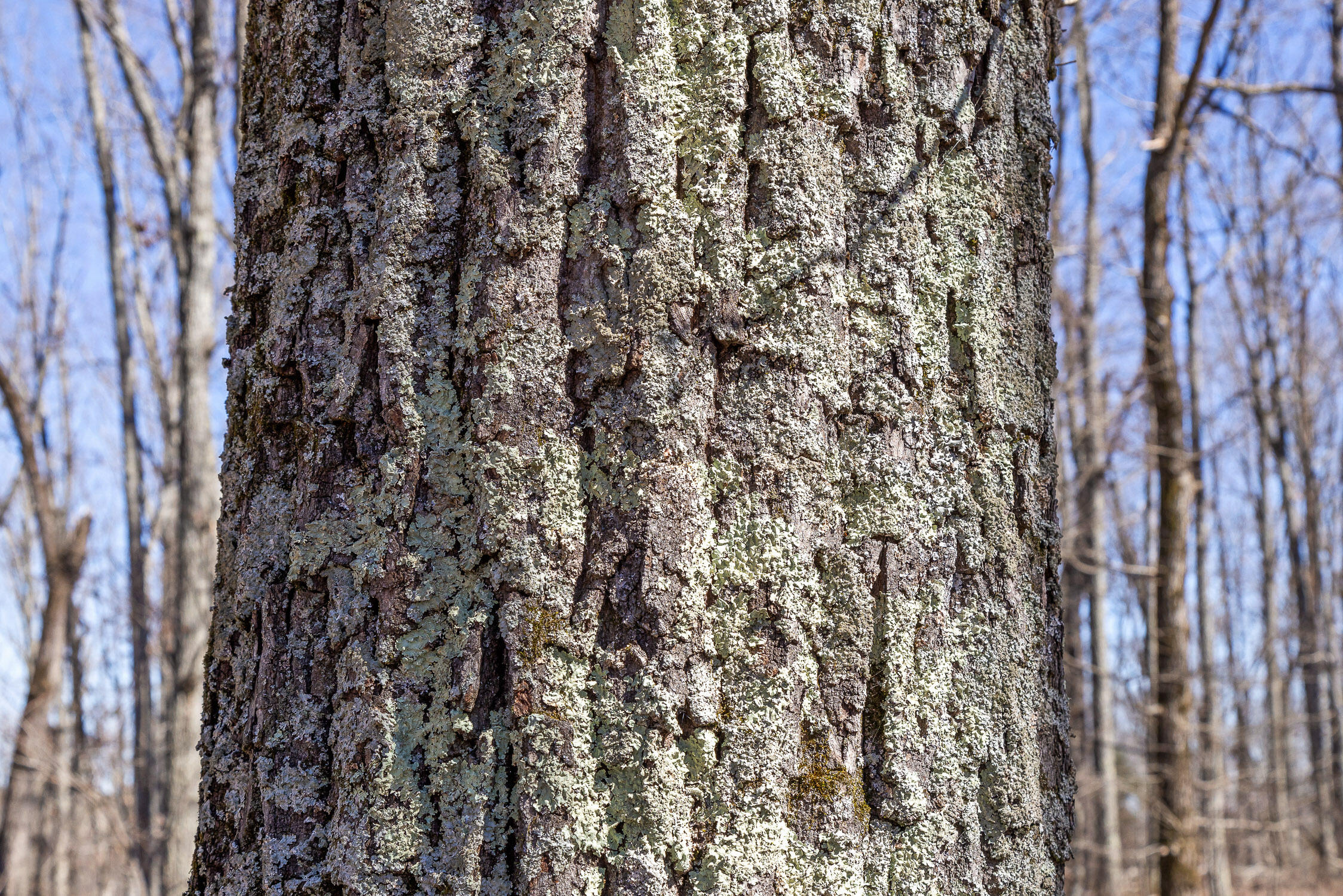 Pierce Hill Road, Dayton, Tennessee image 19