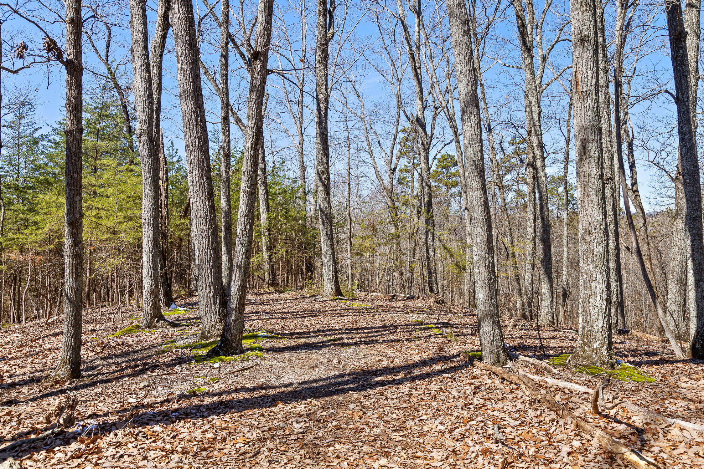 Pierce Hill Road, Dayton, Tennessee image 20