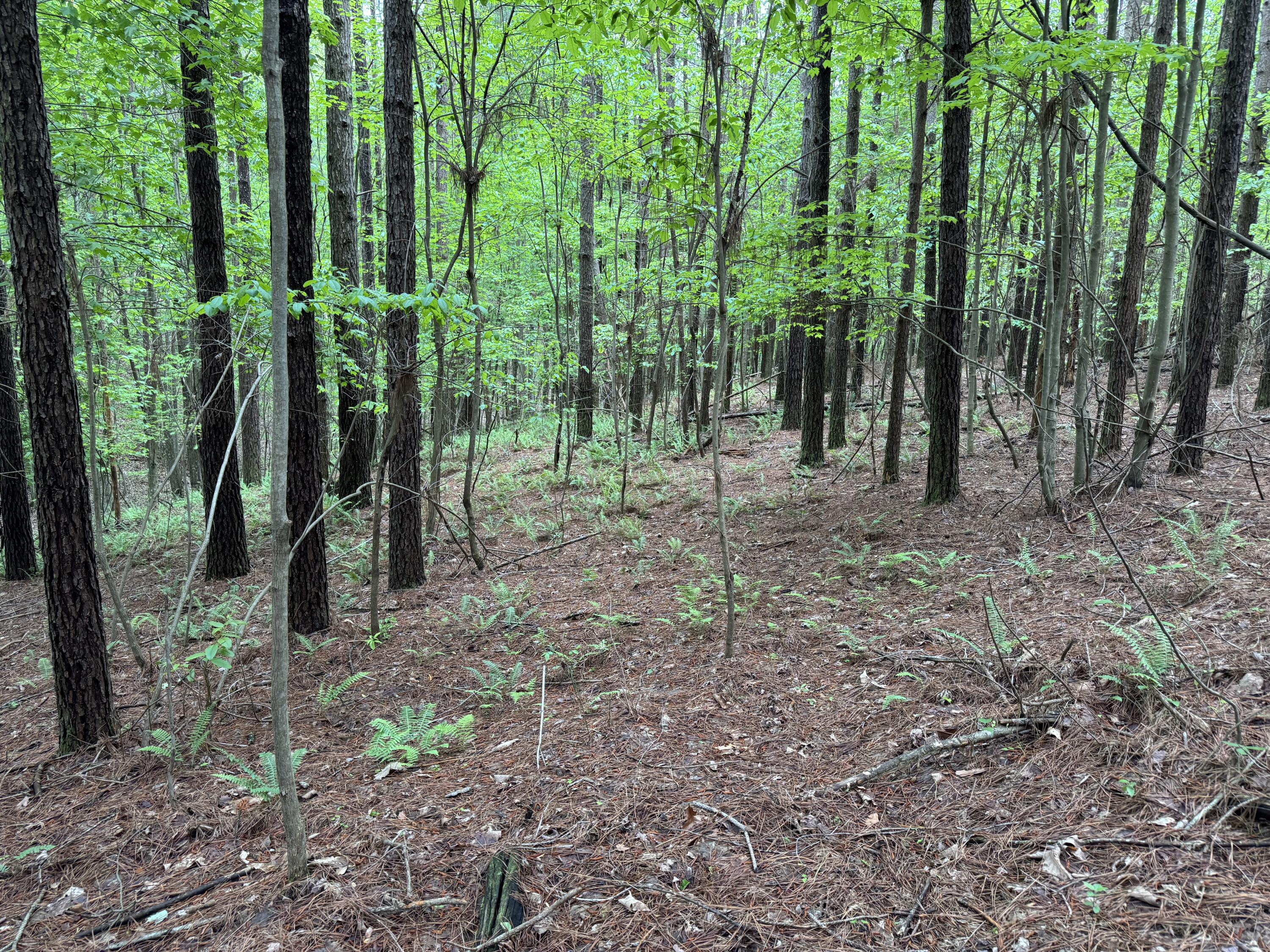 Thunder Ridge Drive #84, South Pittsburg, Tennessee image 3