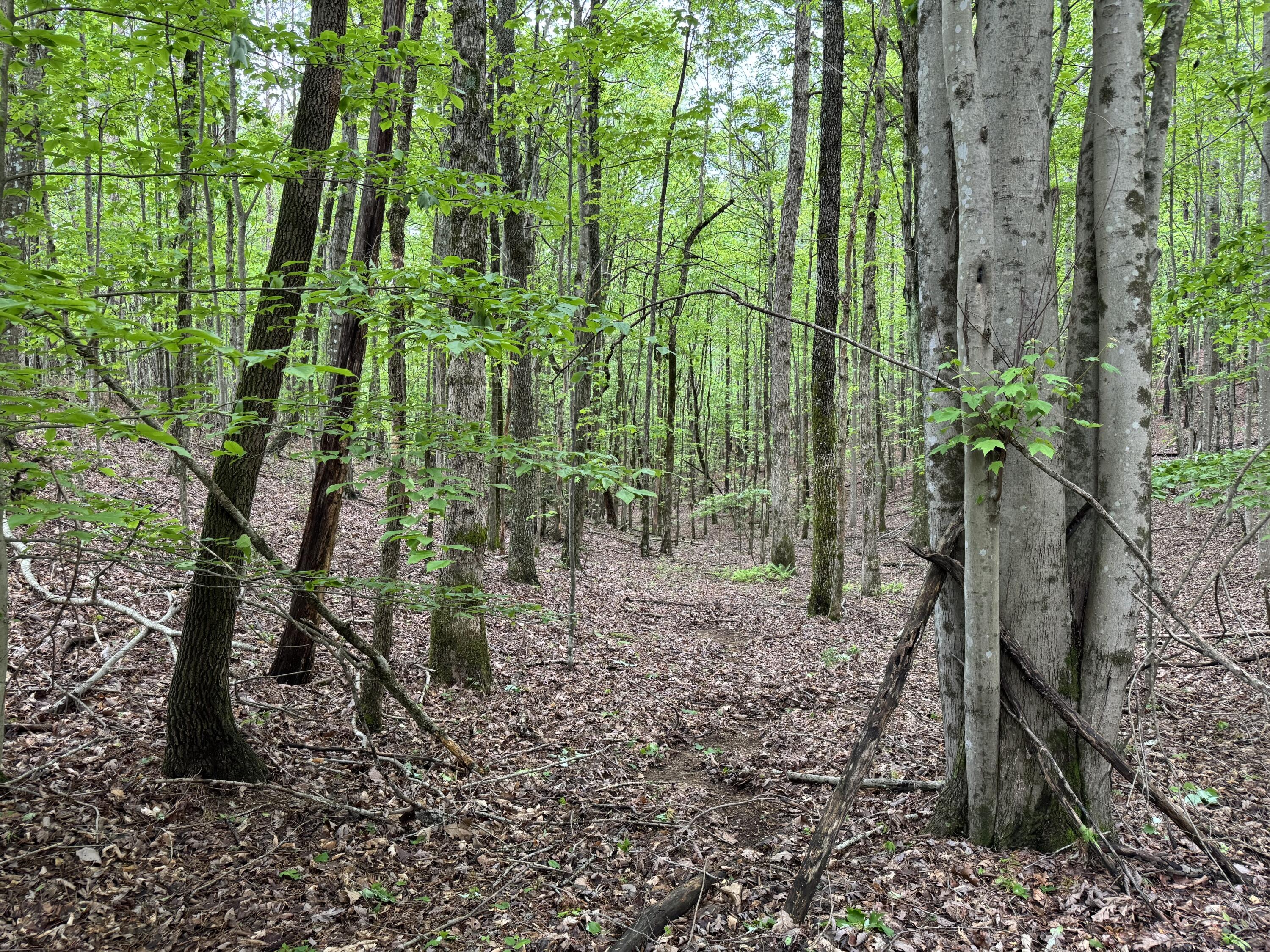 Thunder Ridge Drive #84, South Pittsburg, Tennessee image 4