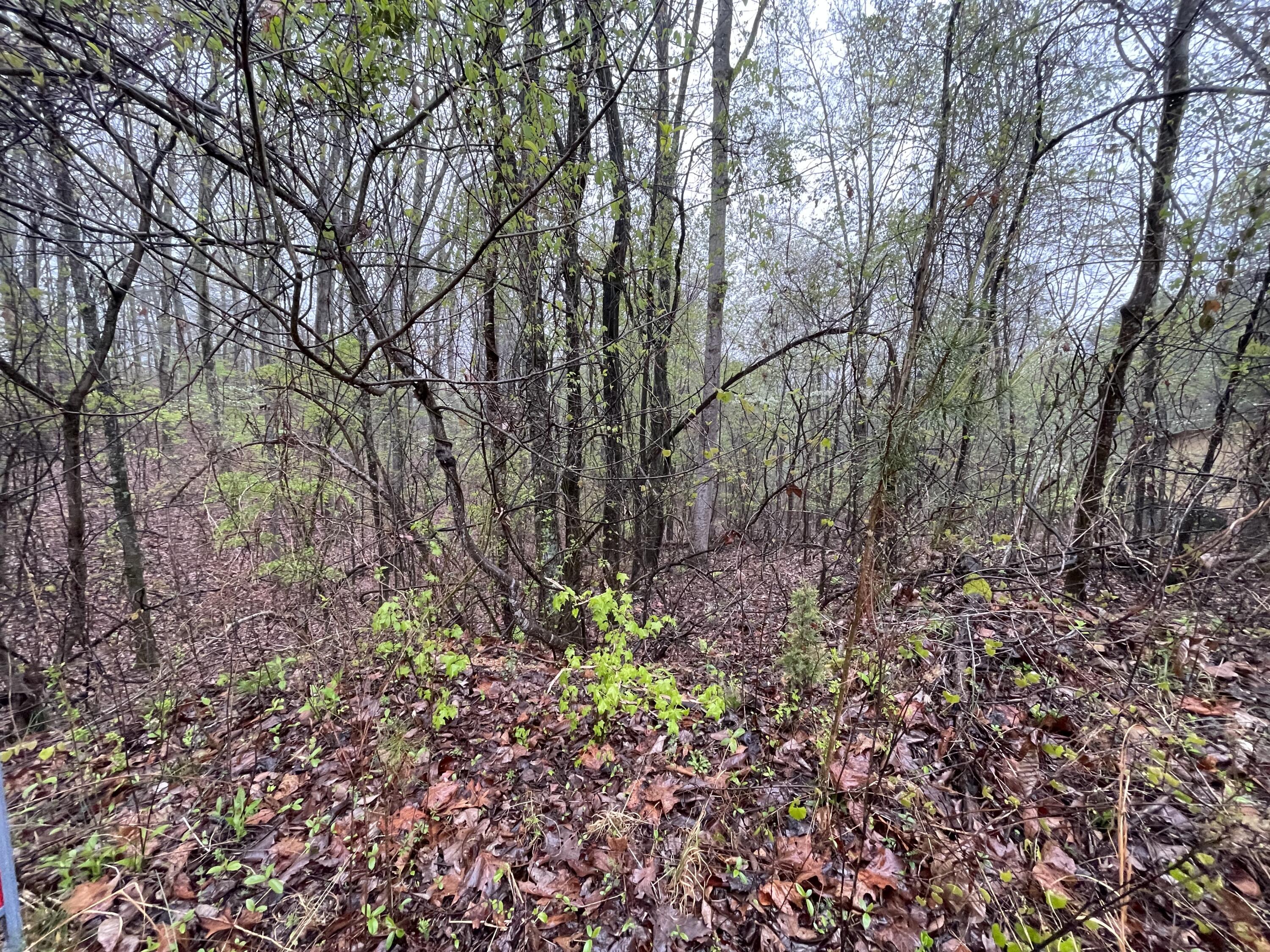 Cedar Ln #42, Spring City, Tennessee image 2